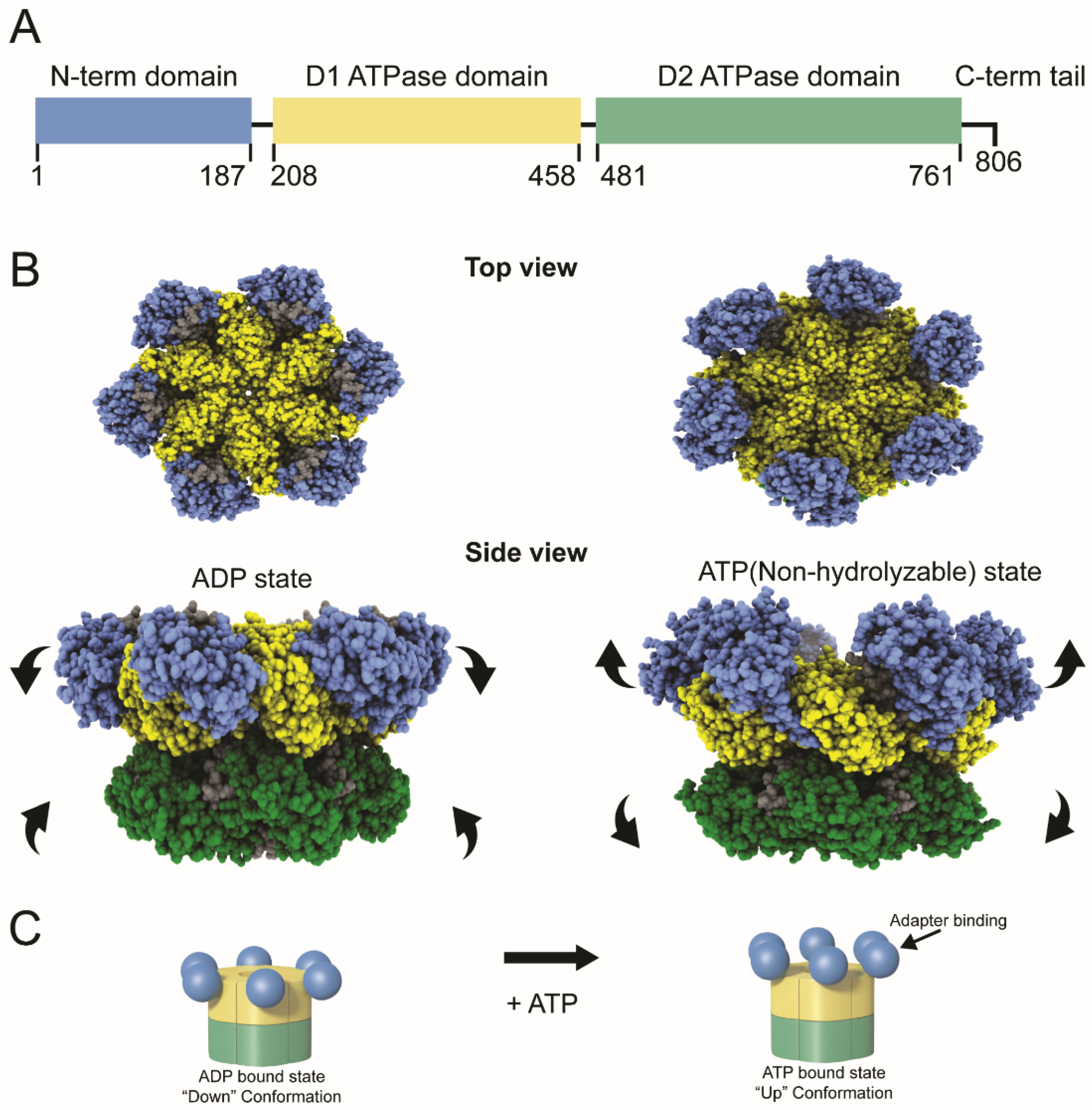 Viruses 13 01881 g001