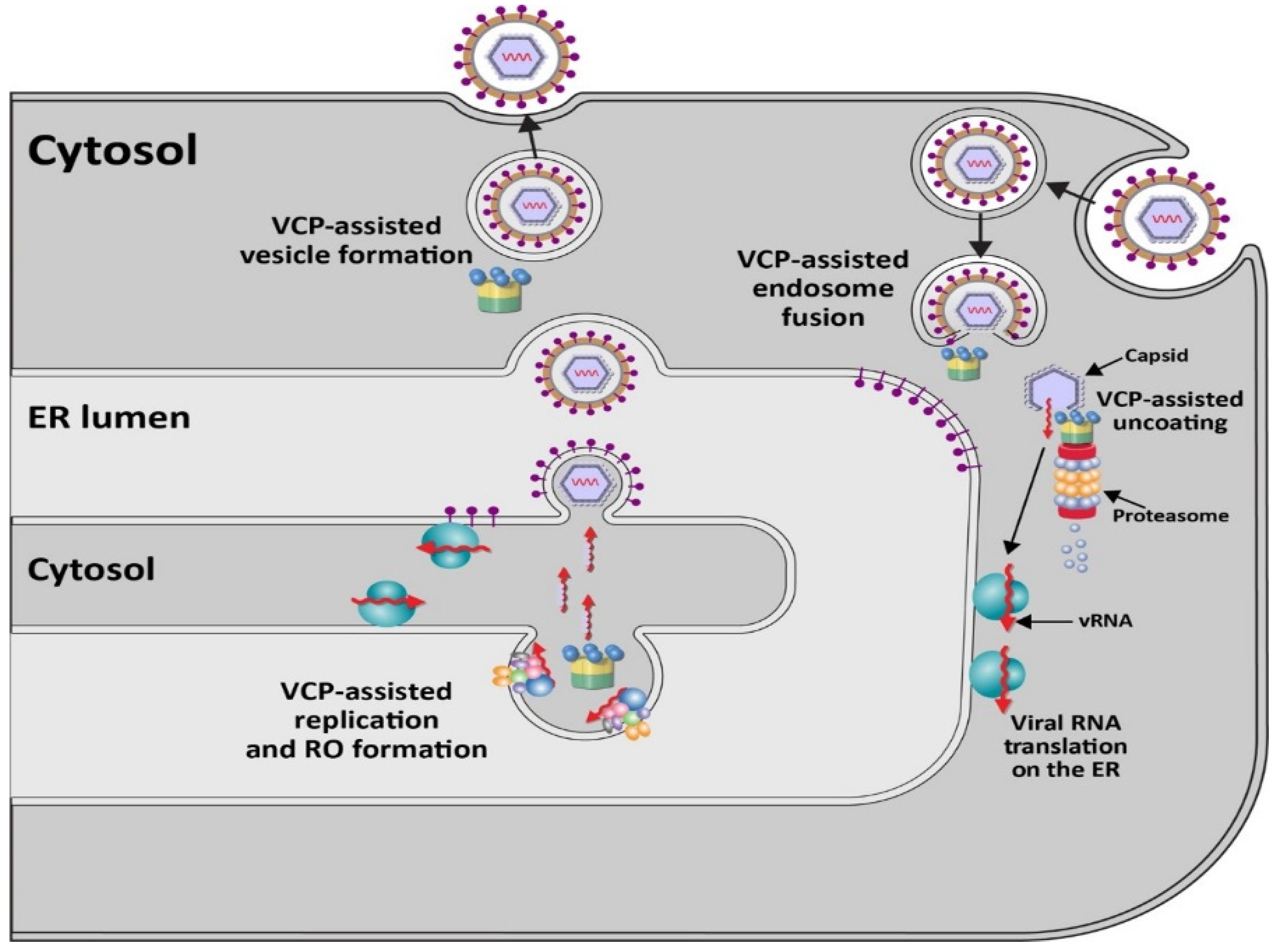 Viruses 13 01881 g002