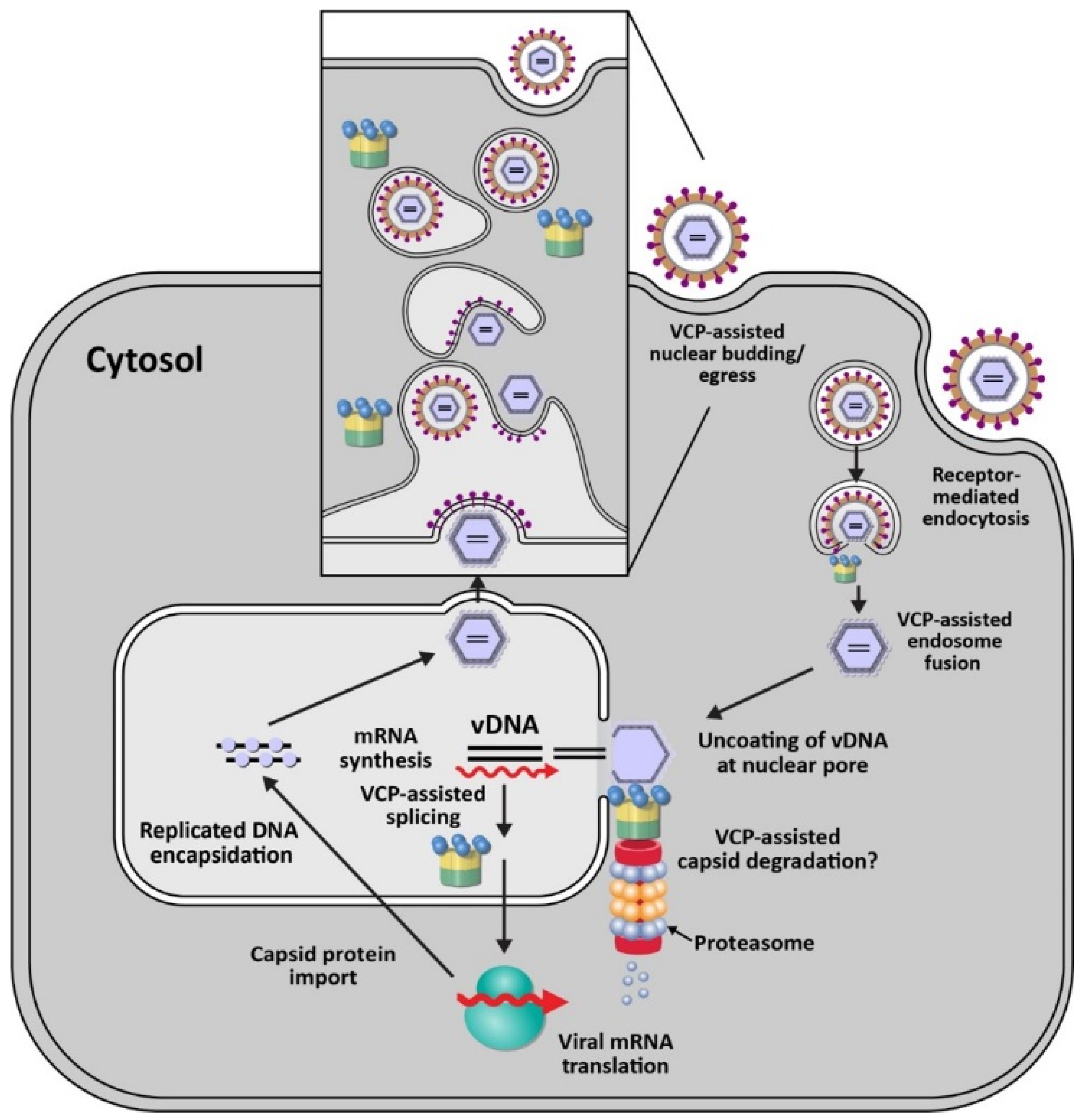 Viruses 13 01881 g003