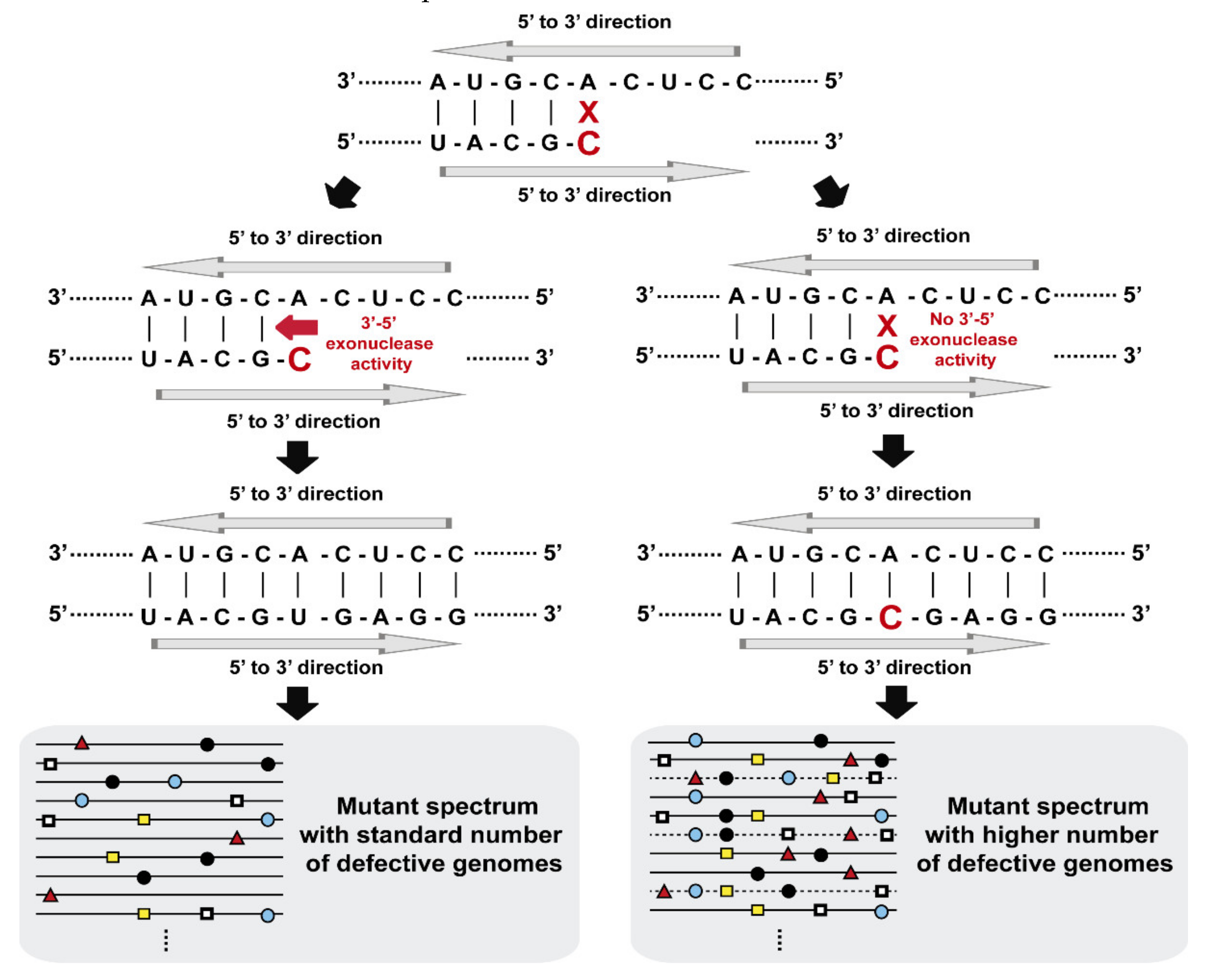 Viruses 13 01882 g002