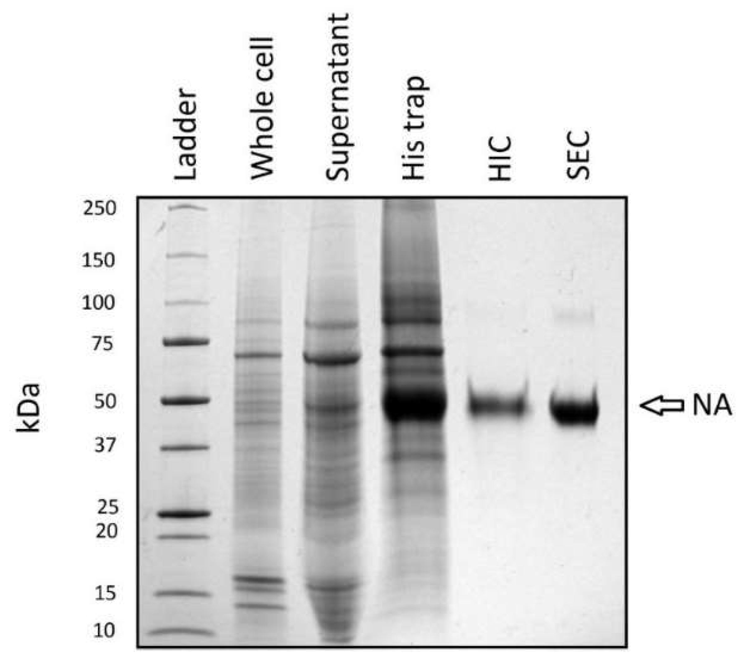 Viruses 13 01893 g004 Viruses 13 01893 g004