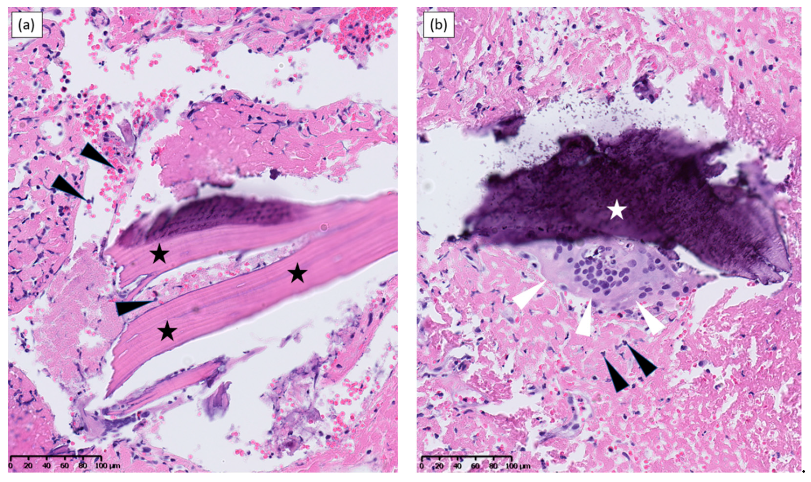 Viruses 13 01898 g002