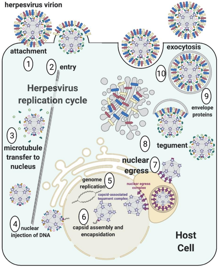 Viruses 13 01913 g001 Viruses 13 01913 g001