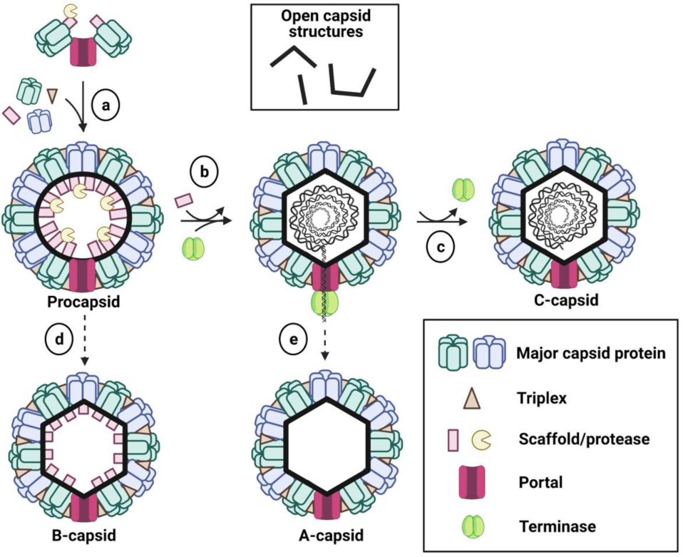 Viruses 13 01913 g002 Viruses 13 01913 g002