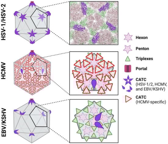 Viruses 13 01913 g003