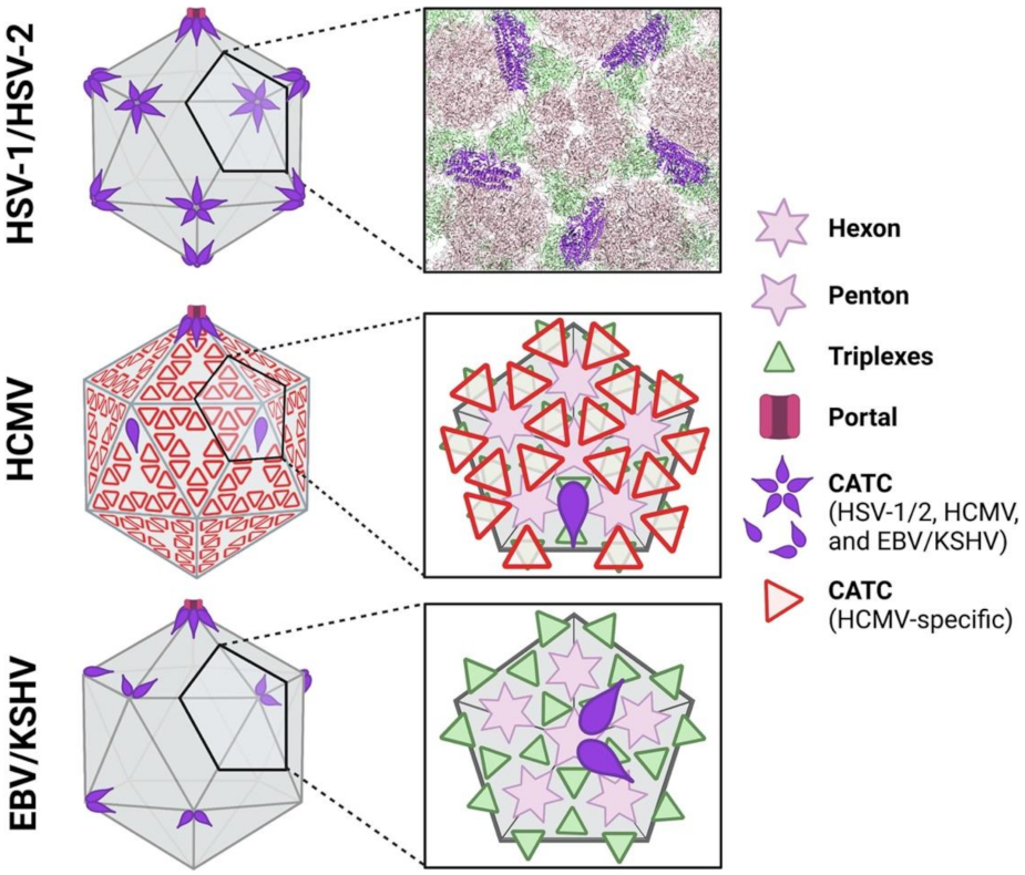 Viruses 13 01913 g003 Viruses 13 01913 g003
