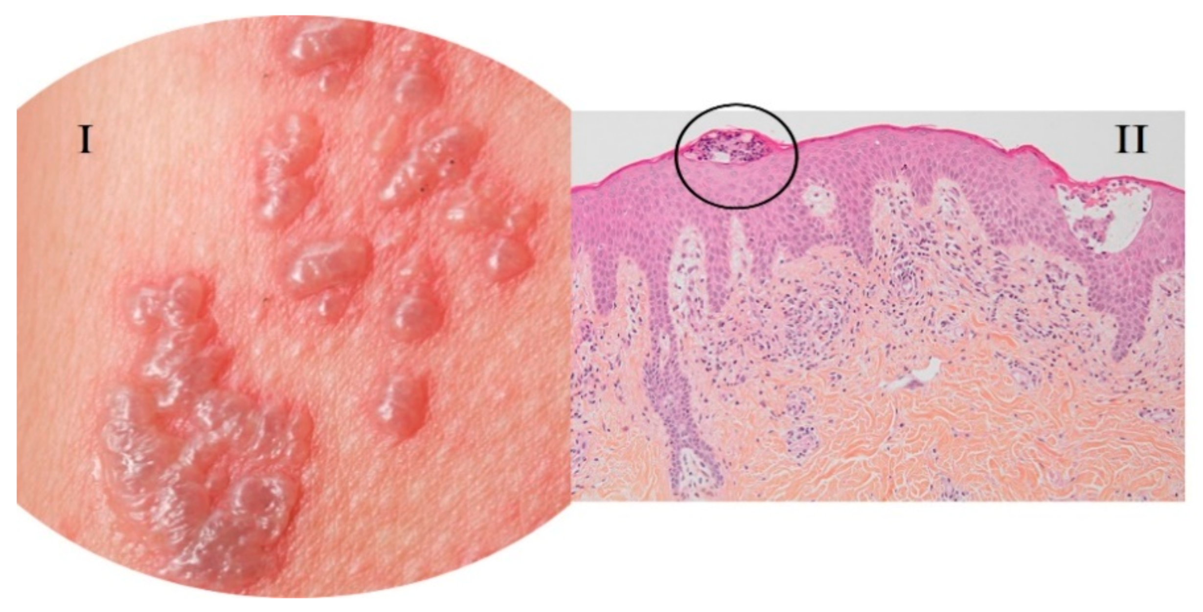 Viruses 13 01916 g002