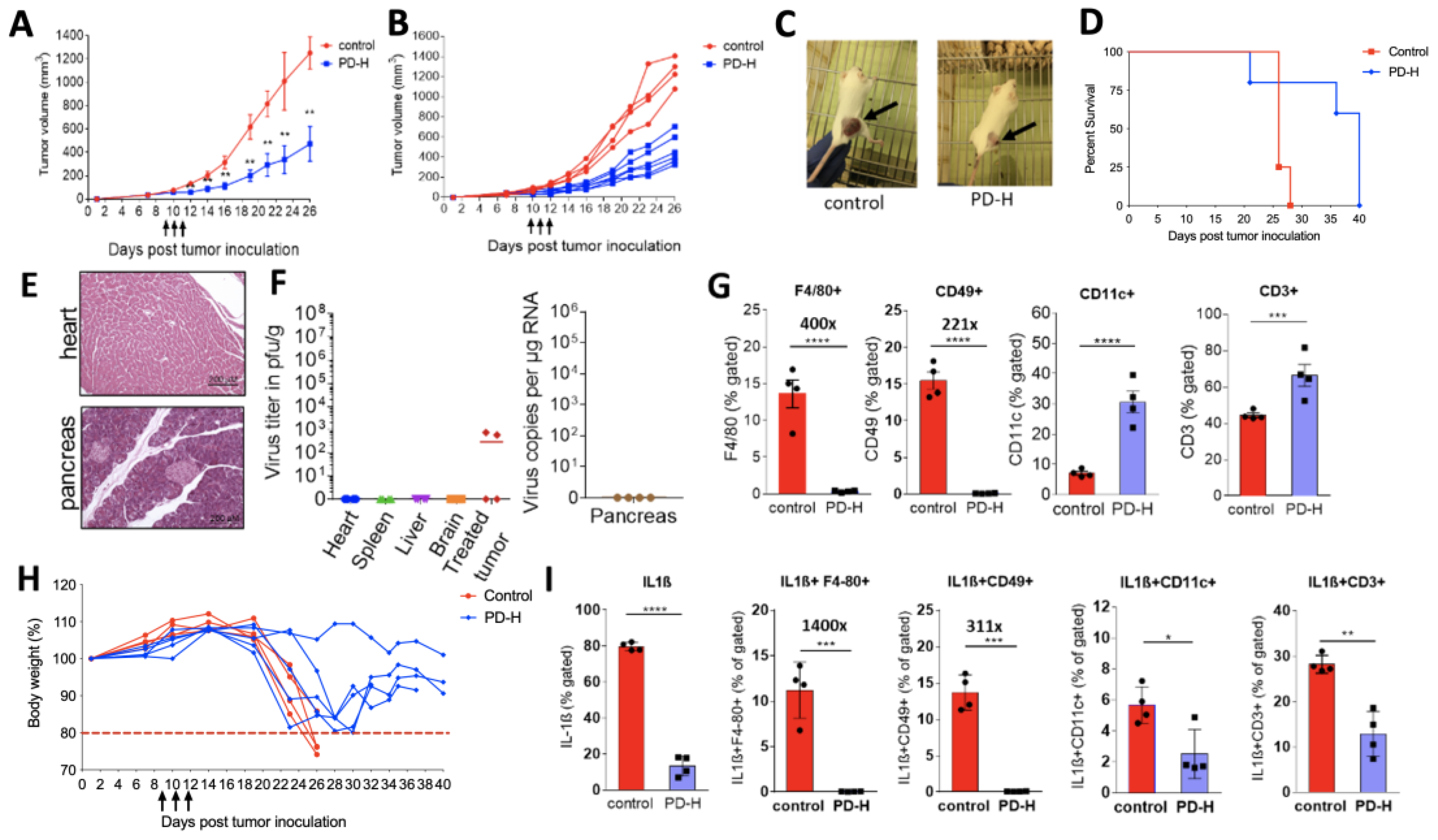 Viruses 13 01918 g004