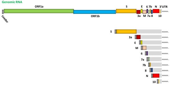 Viruses 13 01923 g001
