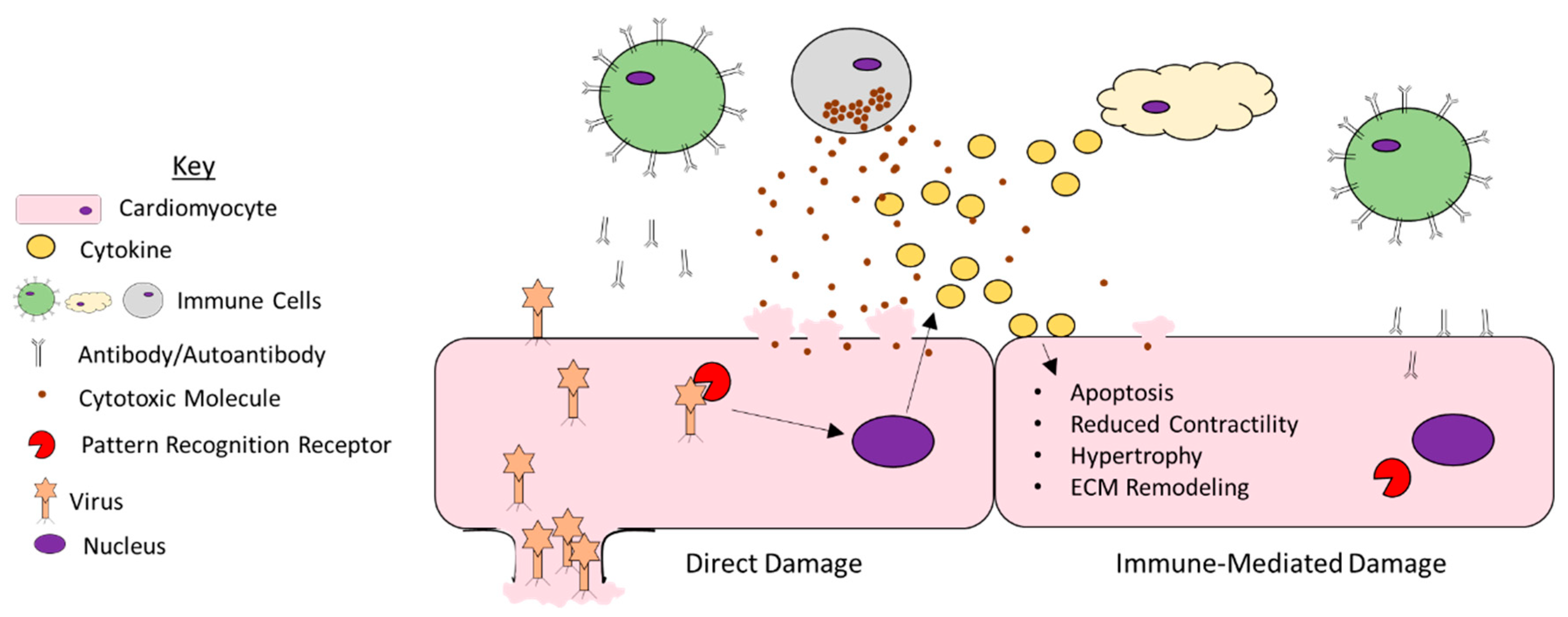 Viruses 13 01924 g001 Viruses 13 01924 g001
