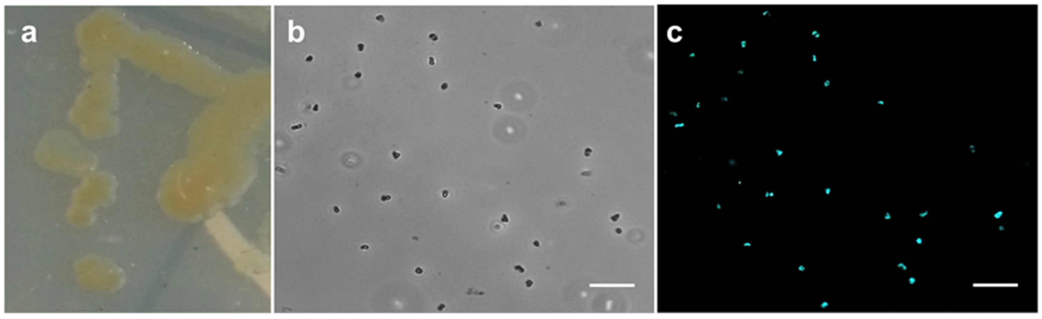 Viruses 13 01934 g001