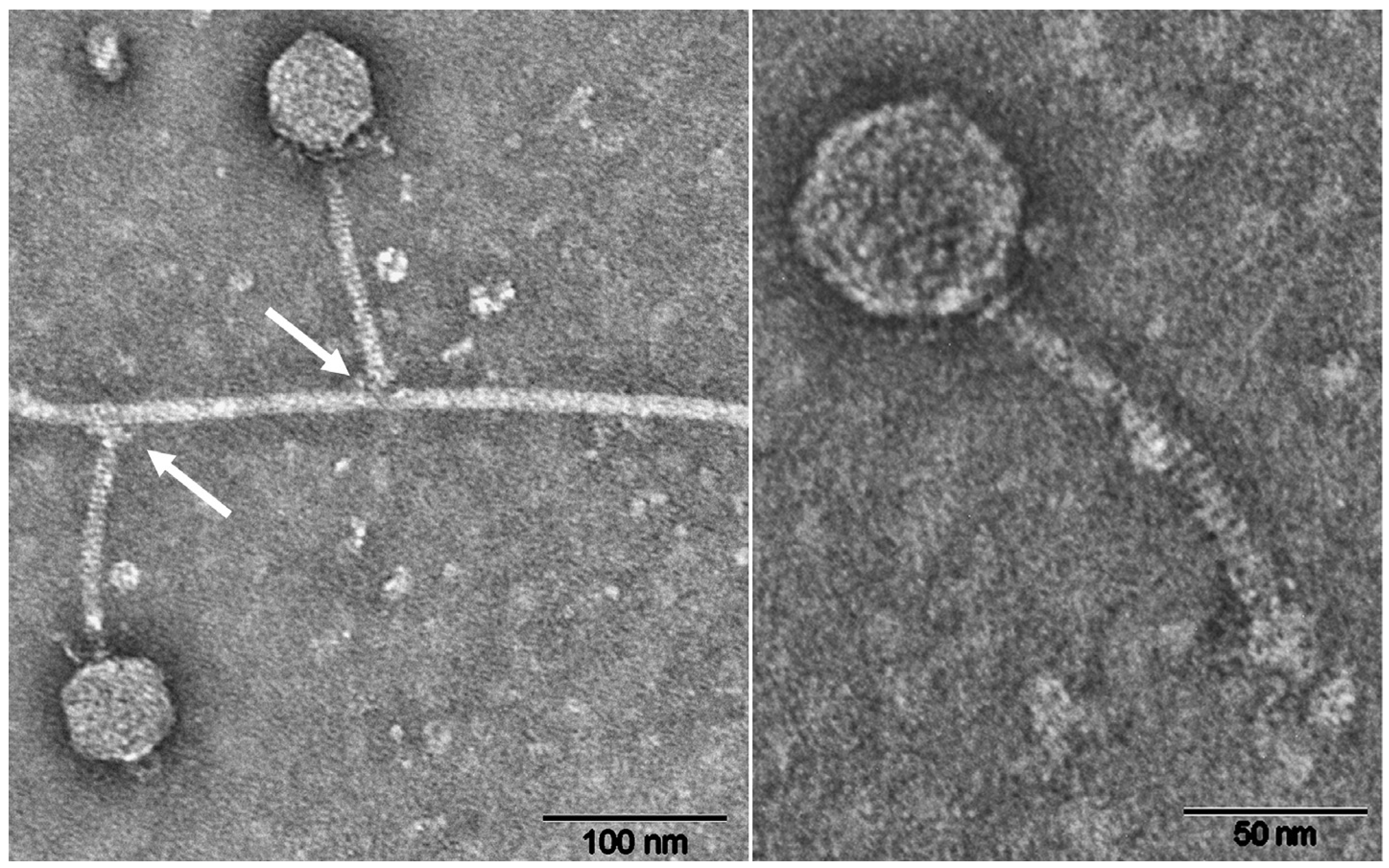 Viruses 13 01934 g004