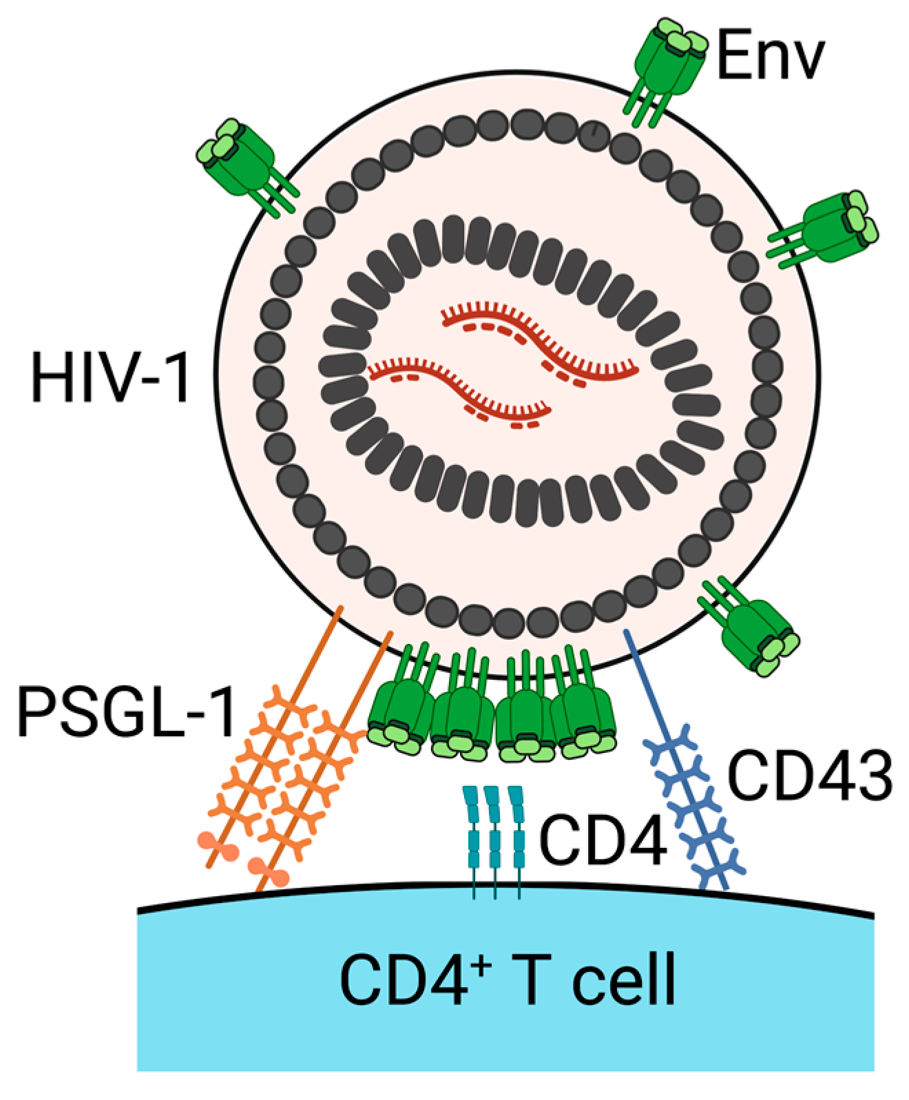 Viruses 13 01935 g002
