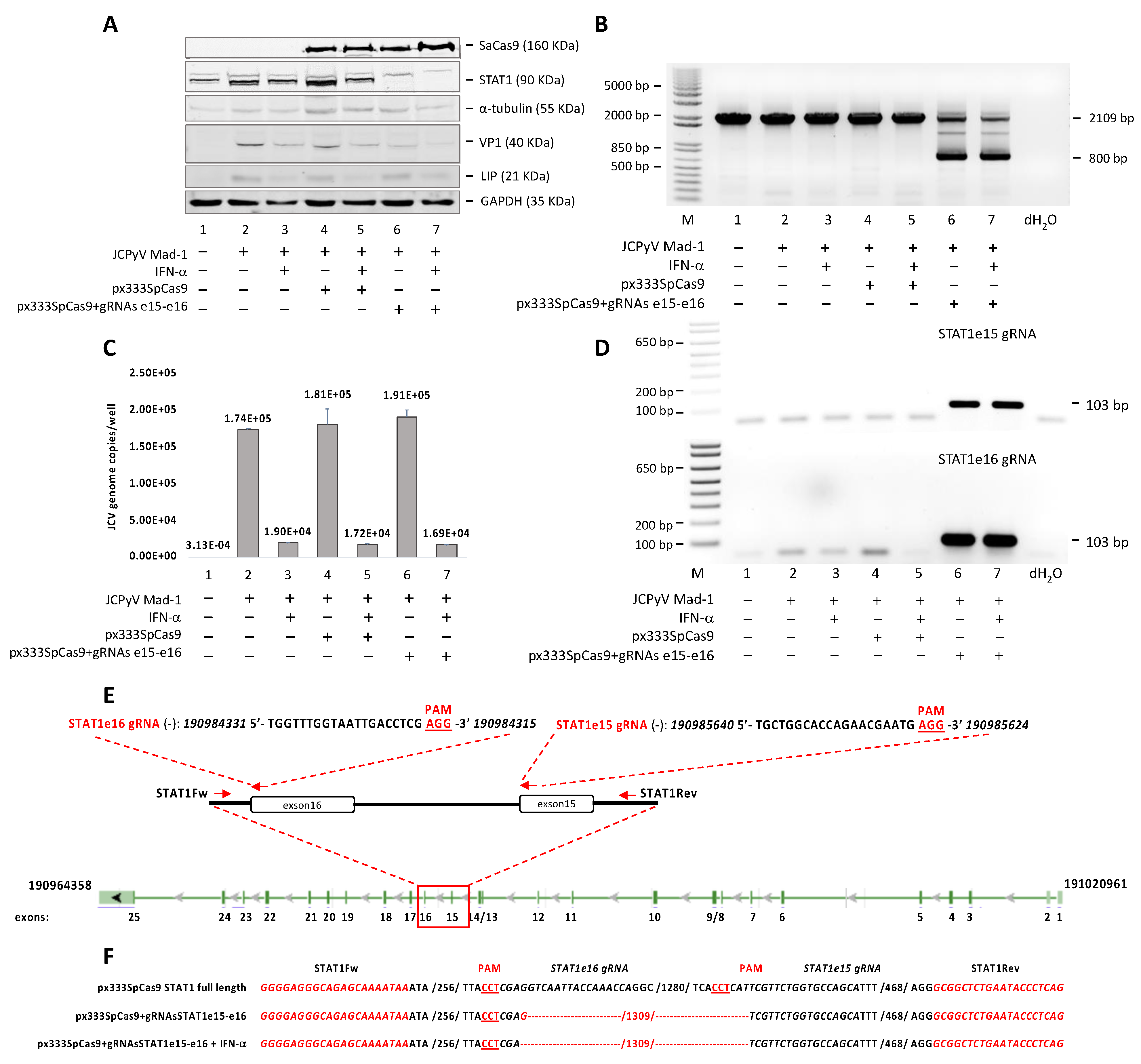 Viruses 13 01937 g002