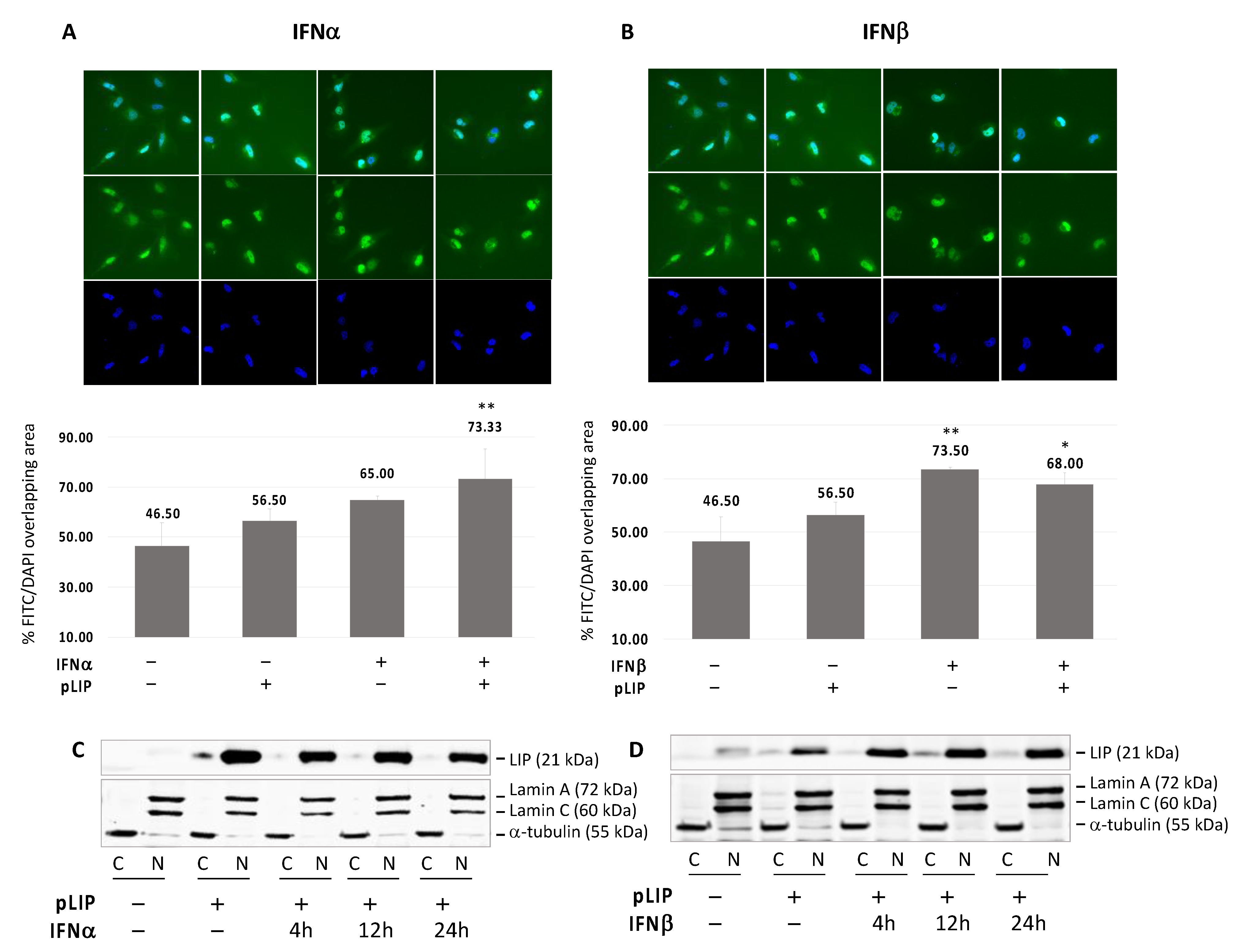 Viruses 13 01937 g005