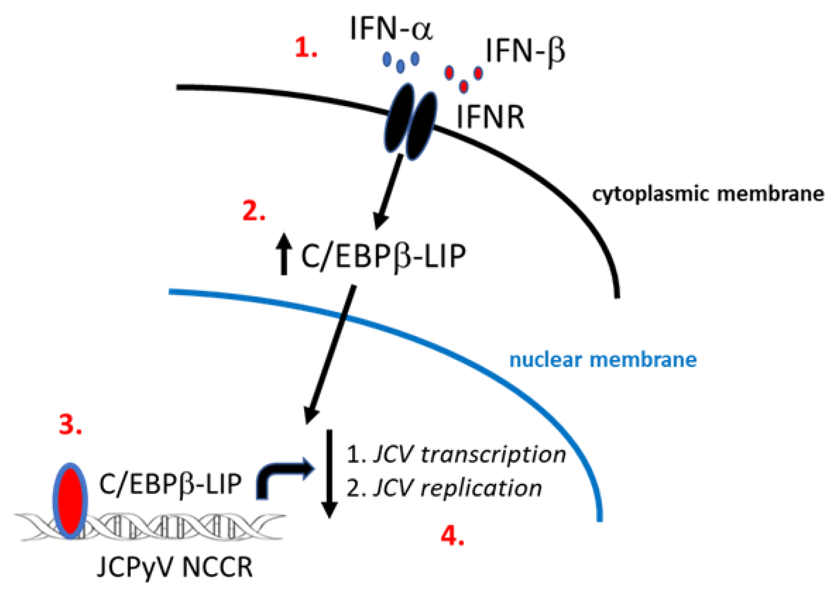 Viruses 13 01937 g006