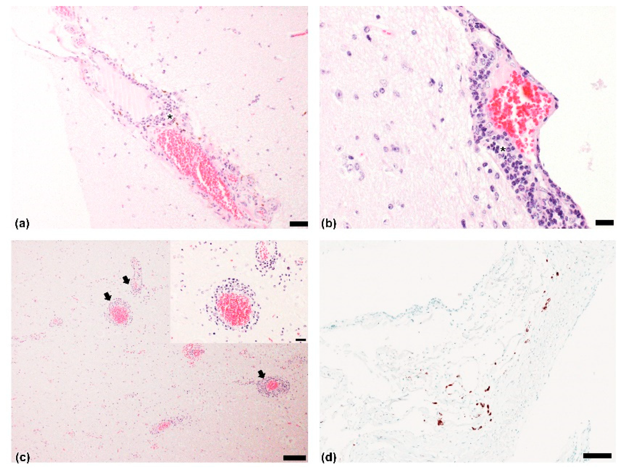 Viruses 13 01941 g001
