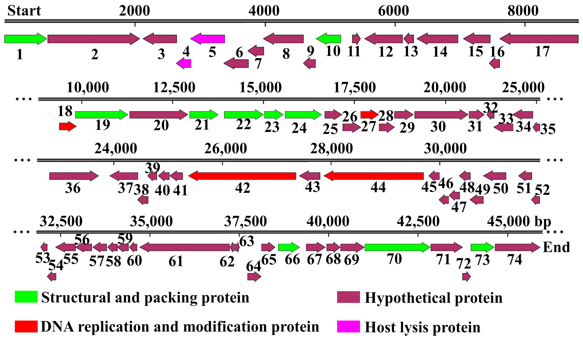 Viruses 13 01949 g001