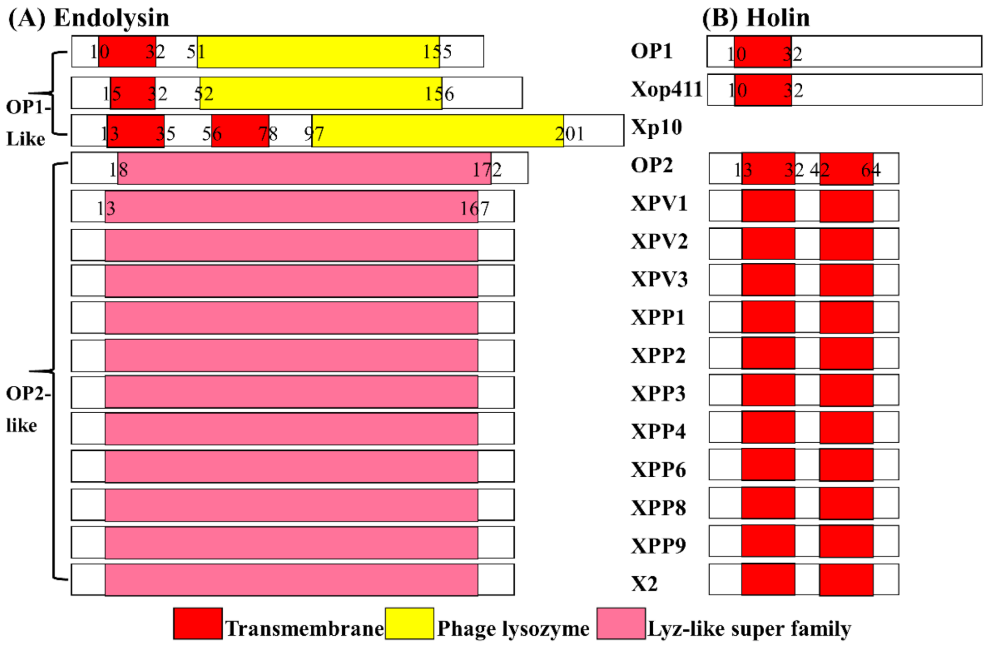 Viruses 13 01949 g004