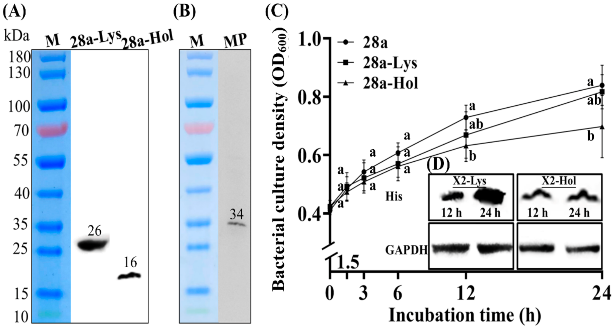 Viruses 13 01949 g005