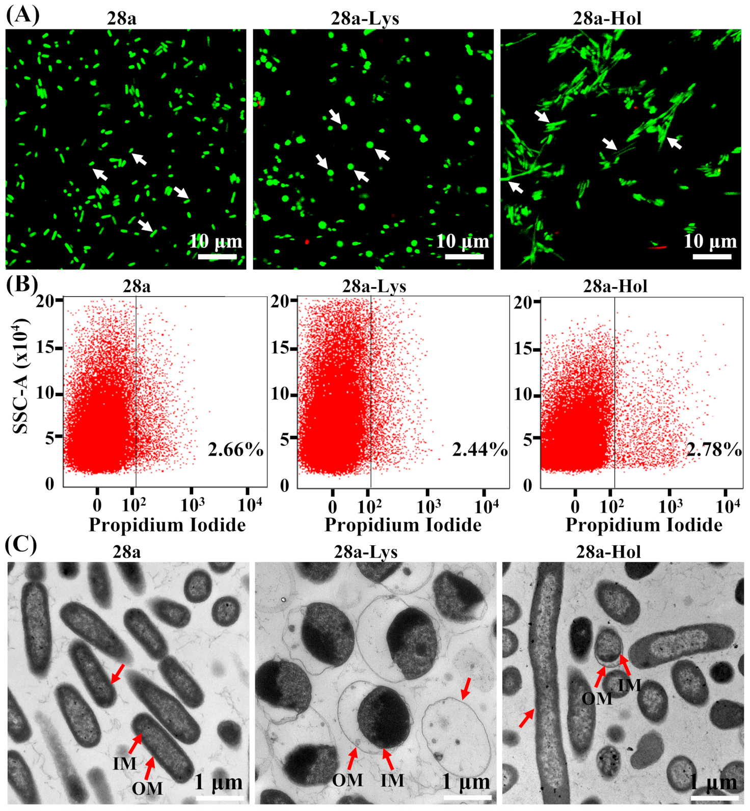 Viruses 13 01949 g006