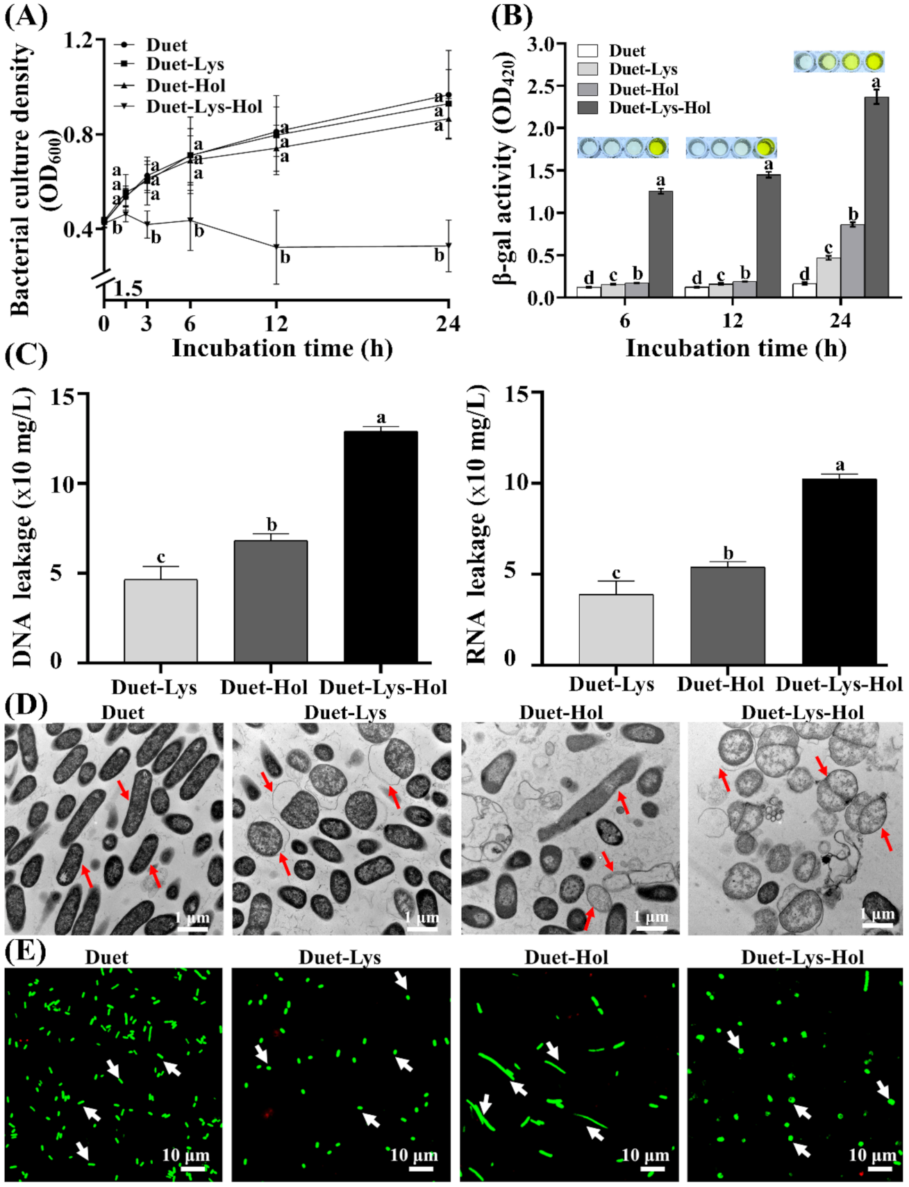 Viruses 13 01949 g008