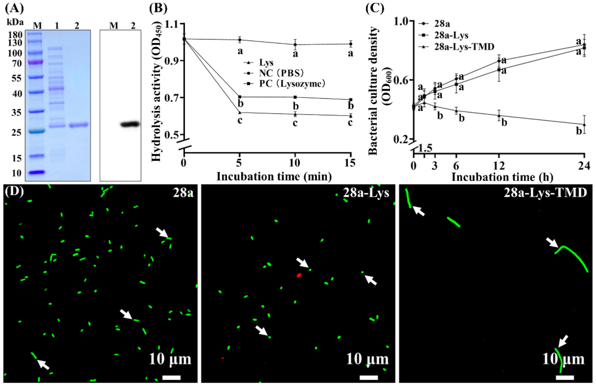 Viruses 13 01949 g009