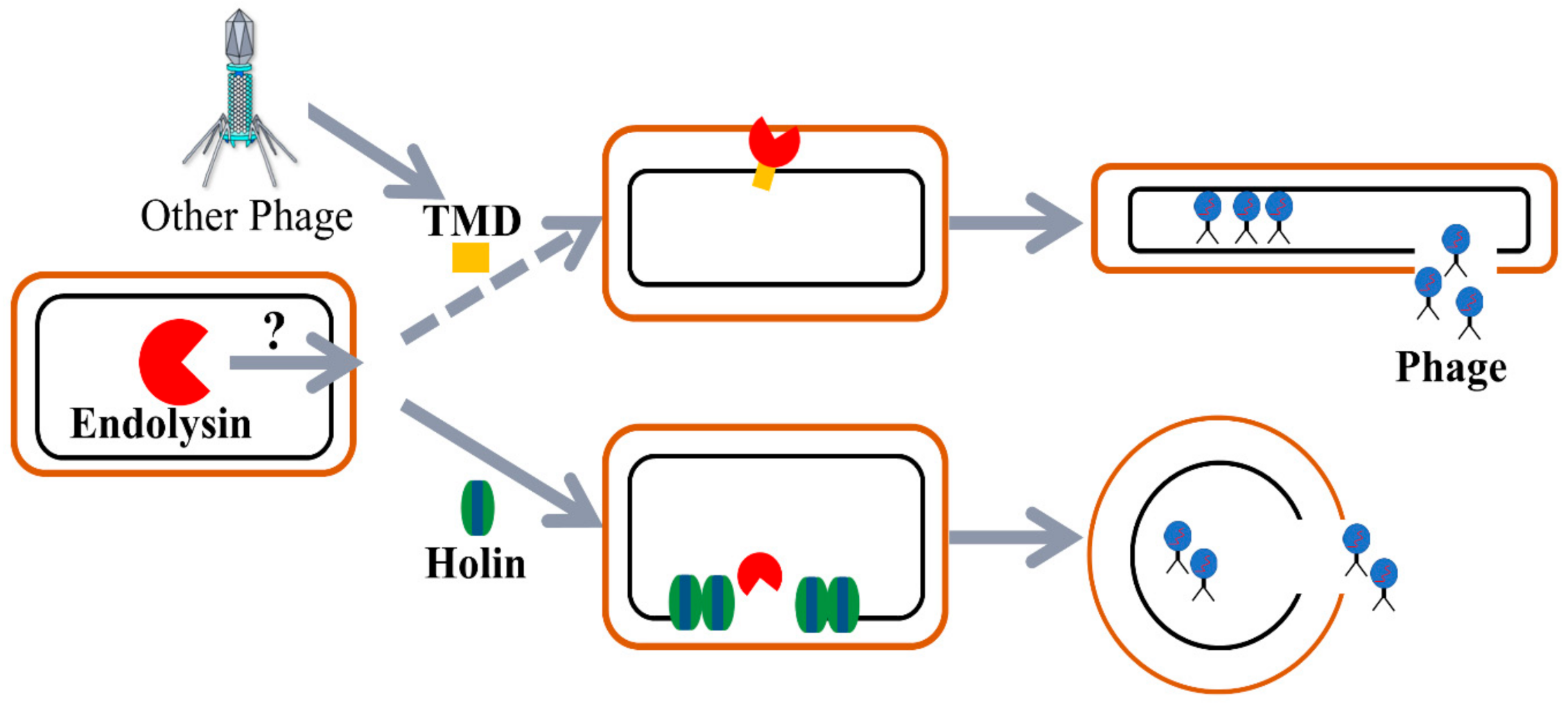 Viruses 13 01949 g010