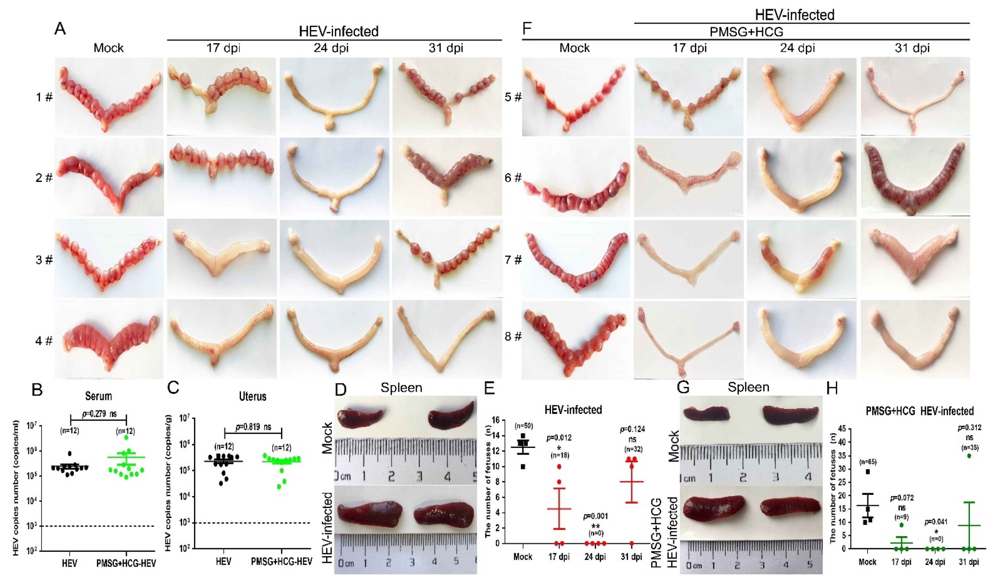 Viruses 13 01950 g003