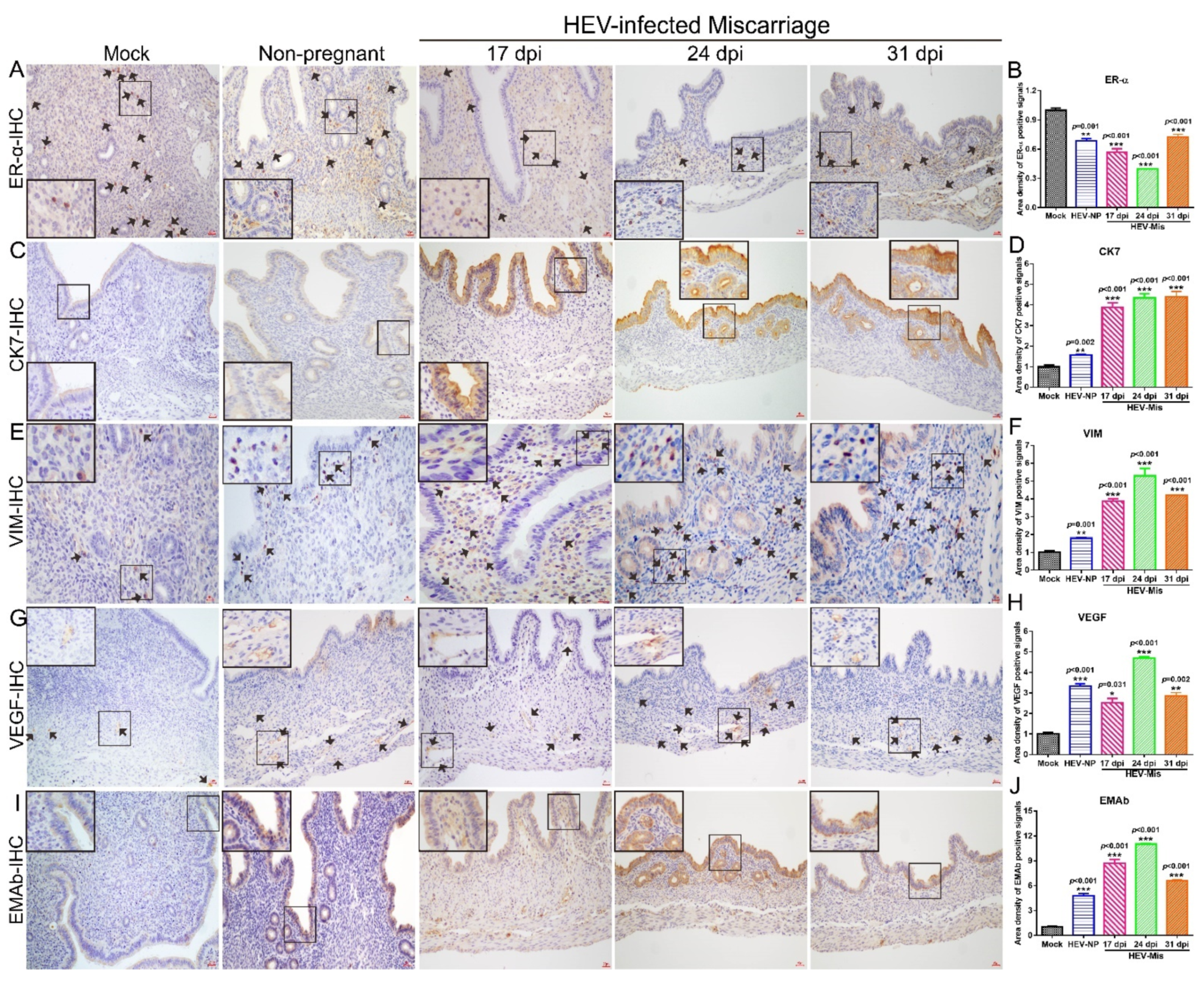 Viruses 13 01950 g005