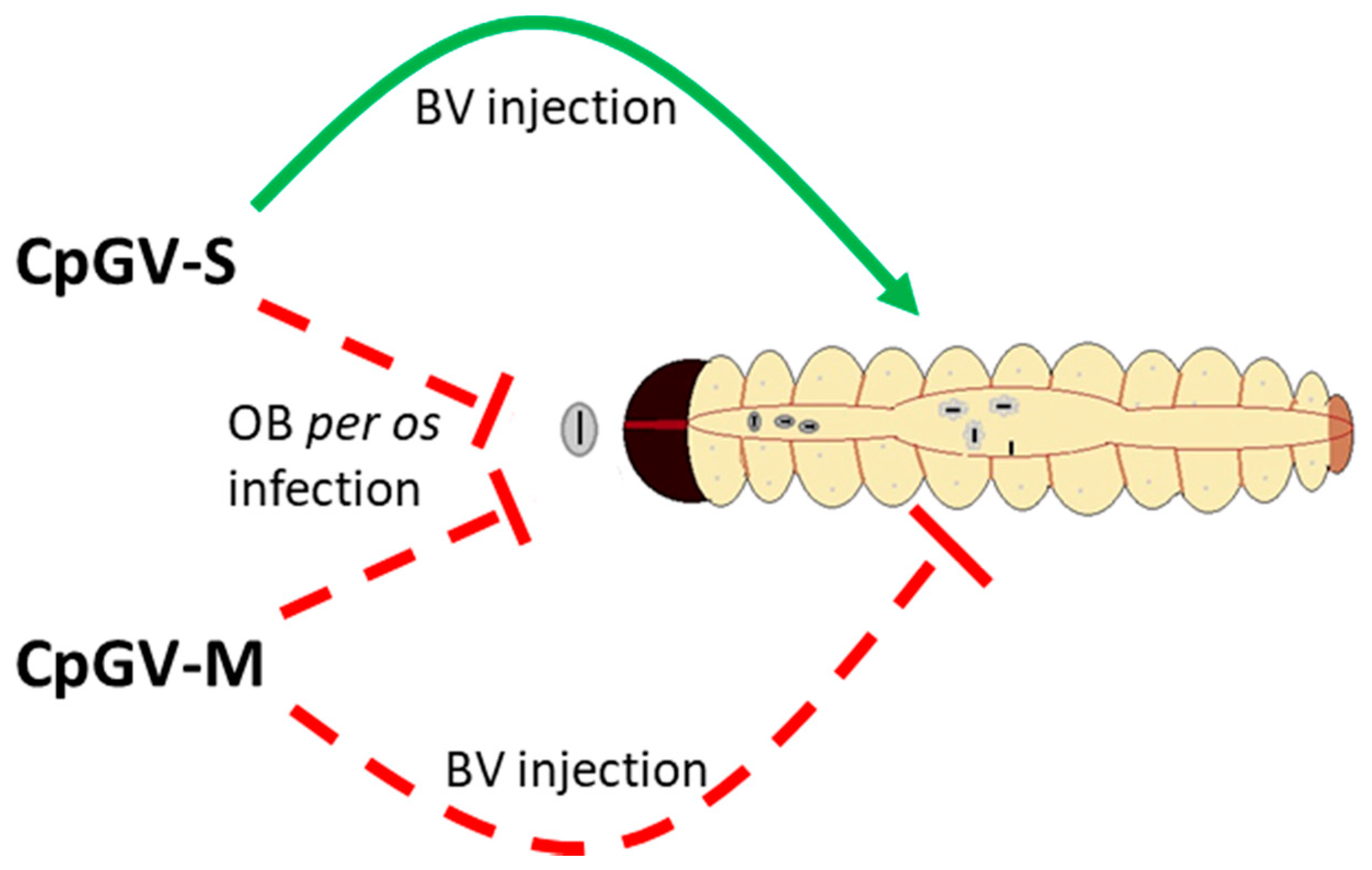 Viruses 13 01952 g004 Viruses 13 01952 g004