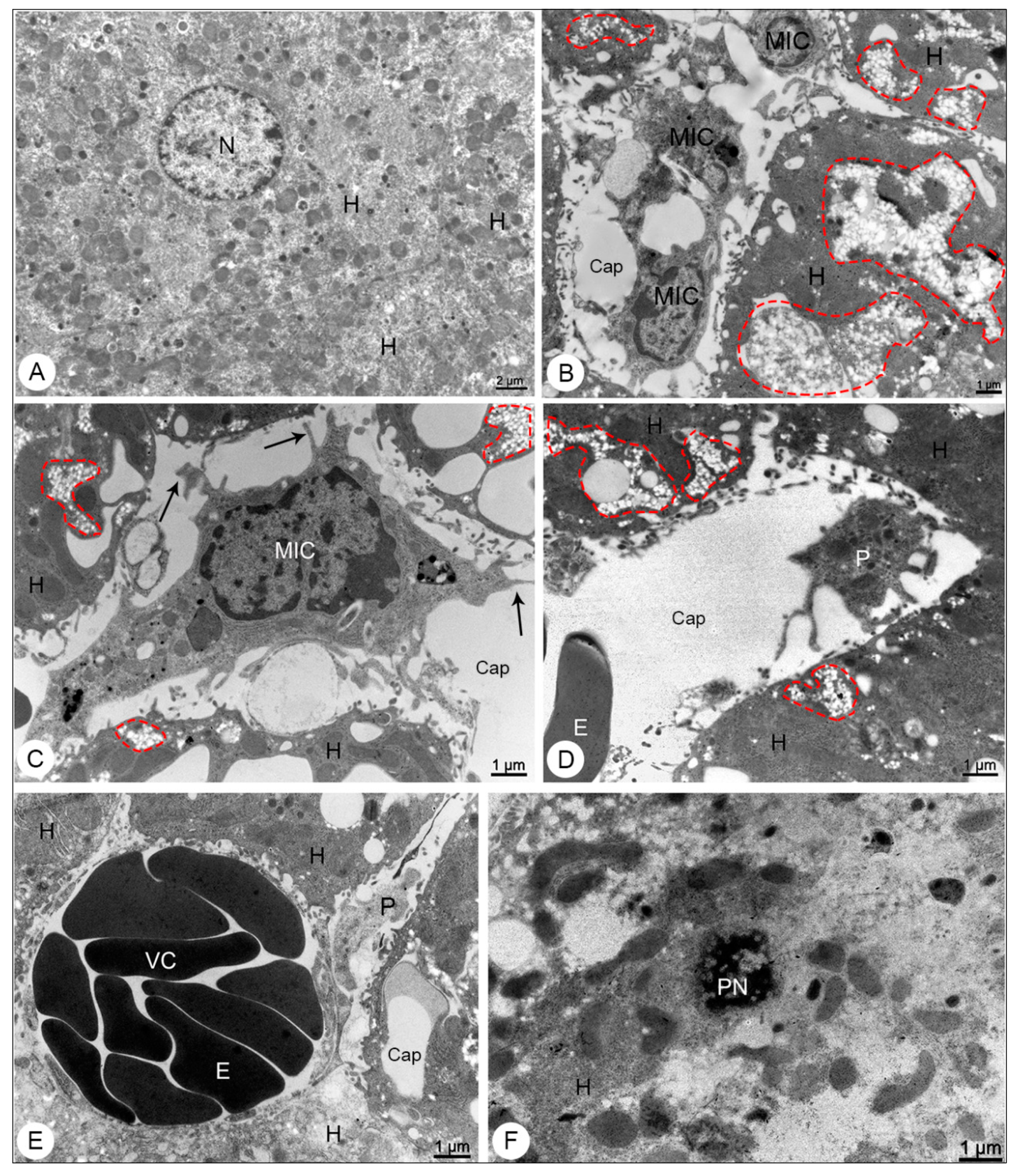 Viruses 13 01954 g003