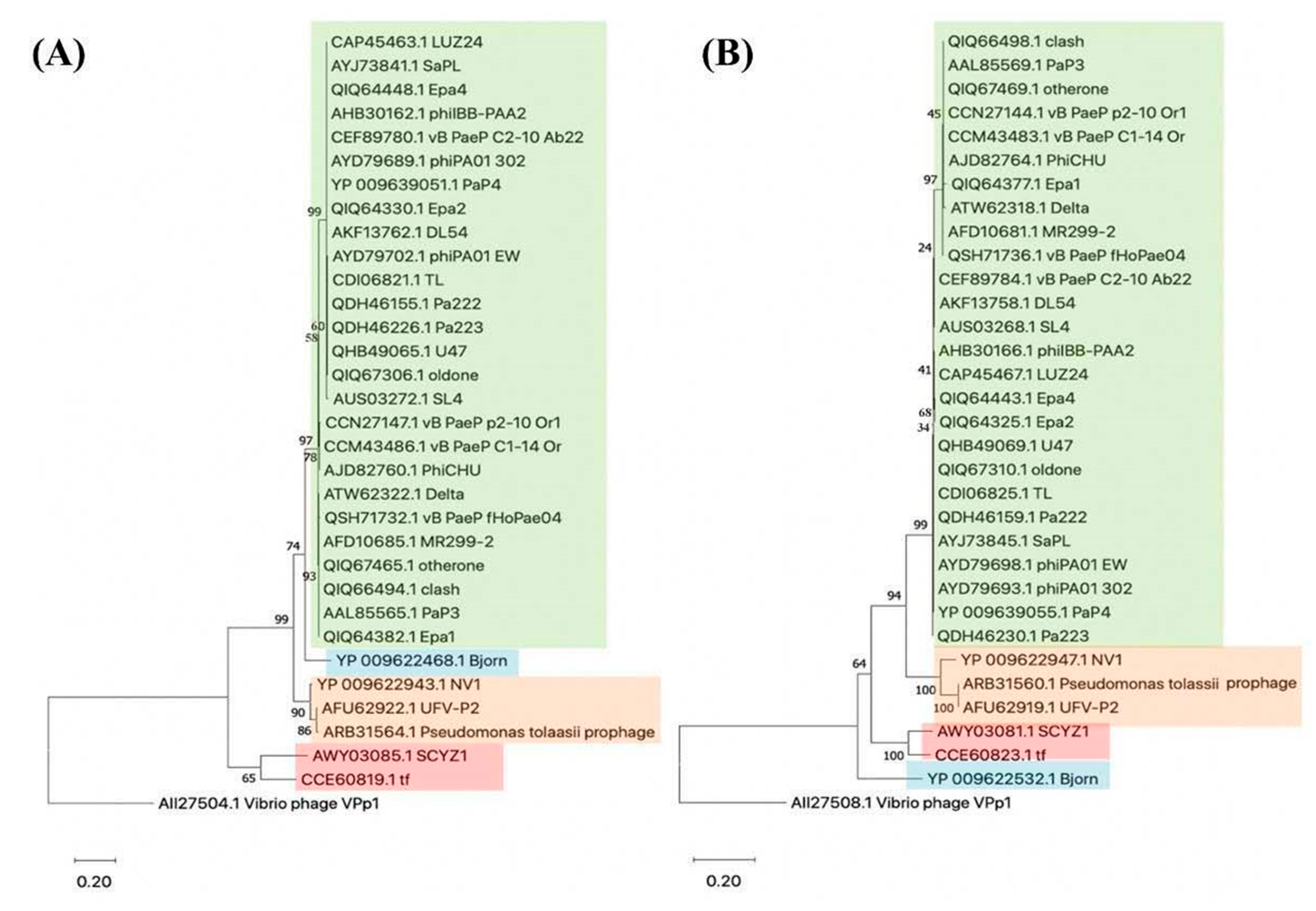 Viruses 13 01965 g001