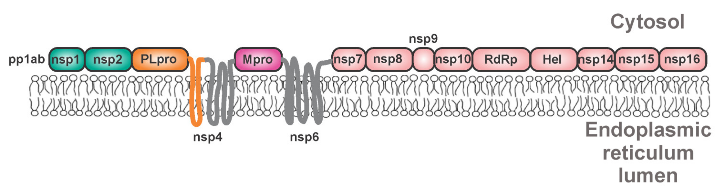 Viruses 13 01981 g008