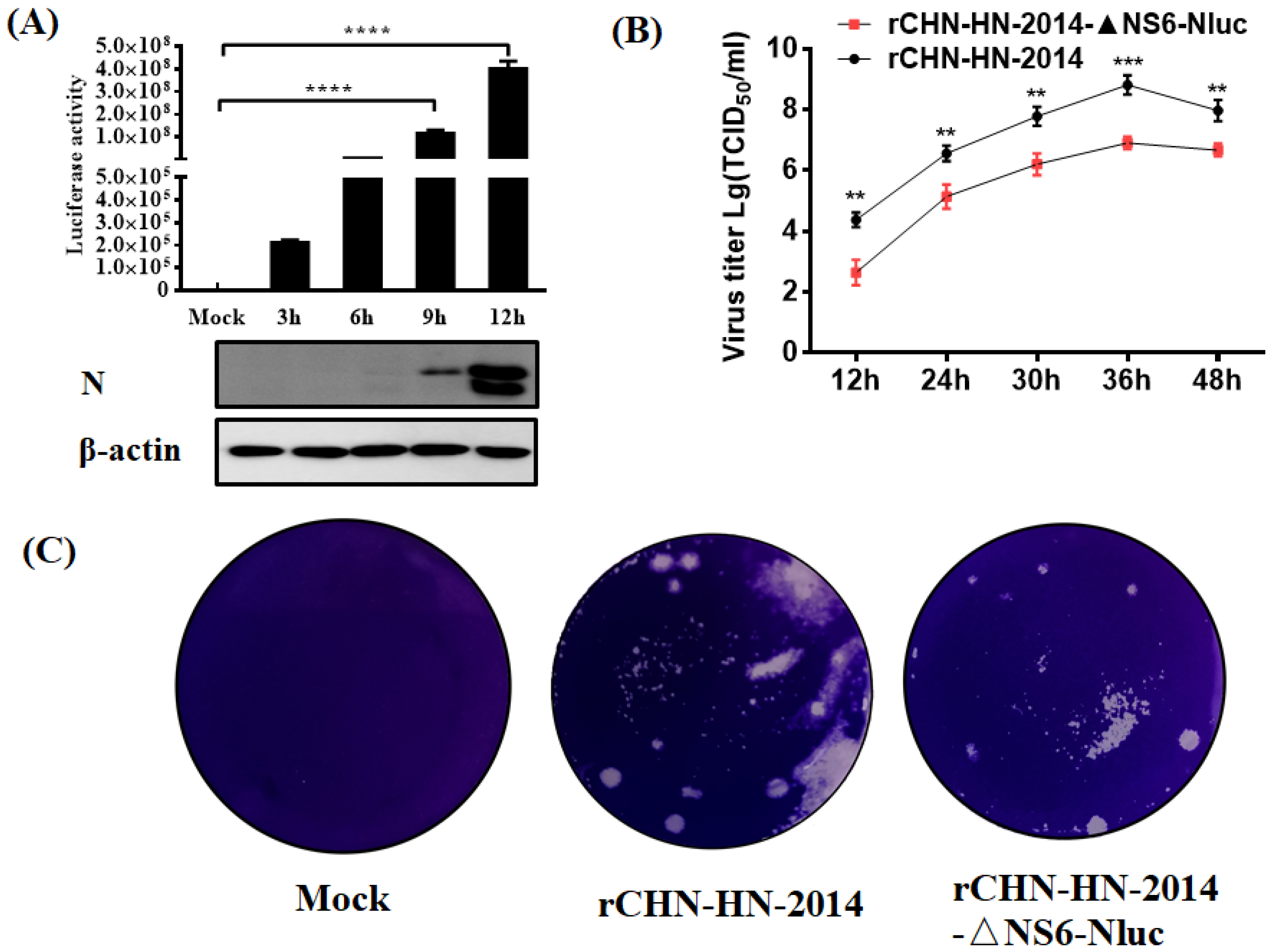 Viruses 13 01991 g005