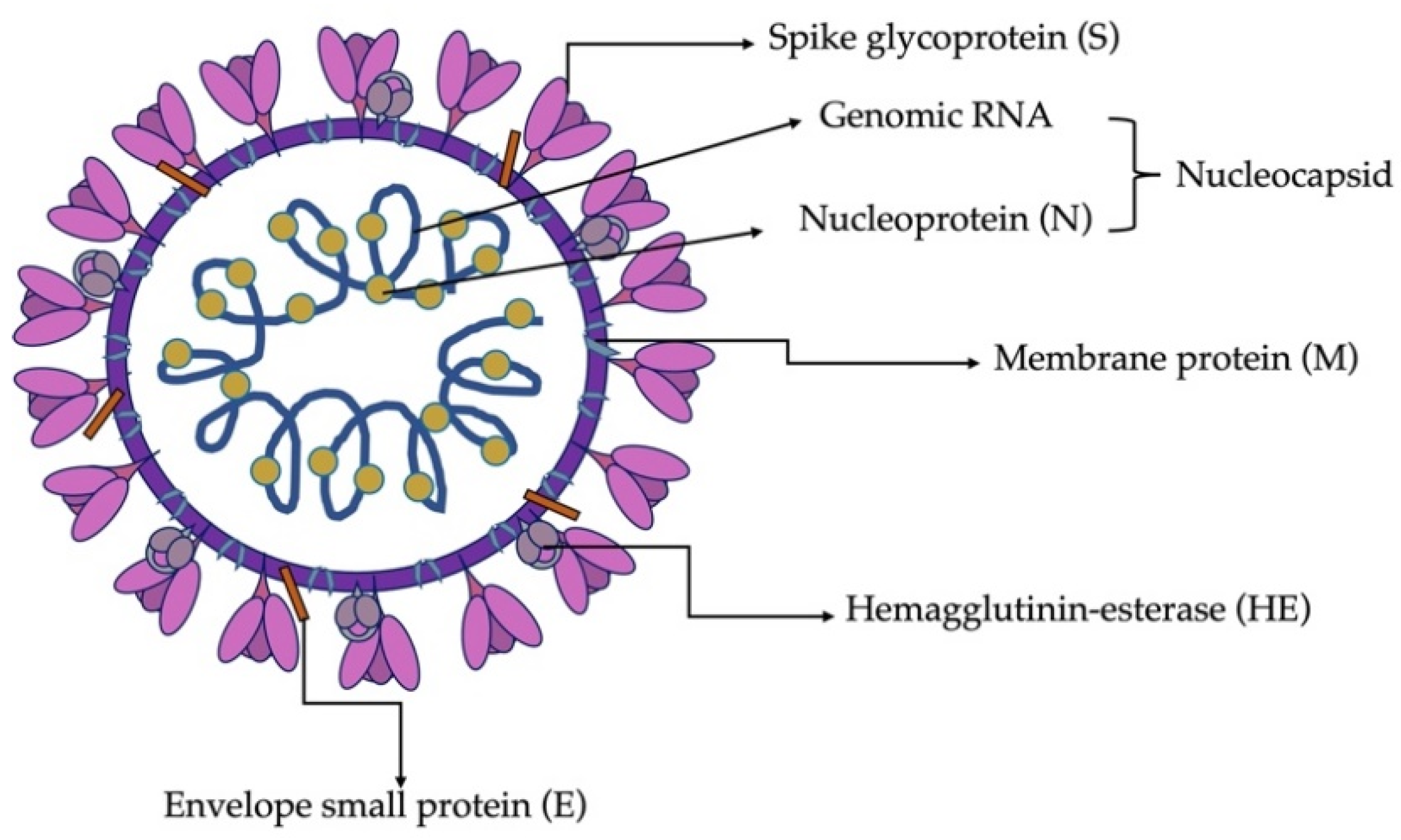 Viruses 13 01995 g003