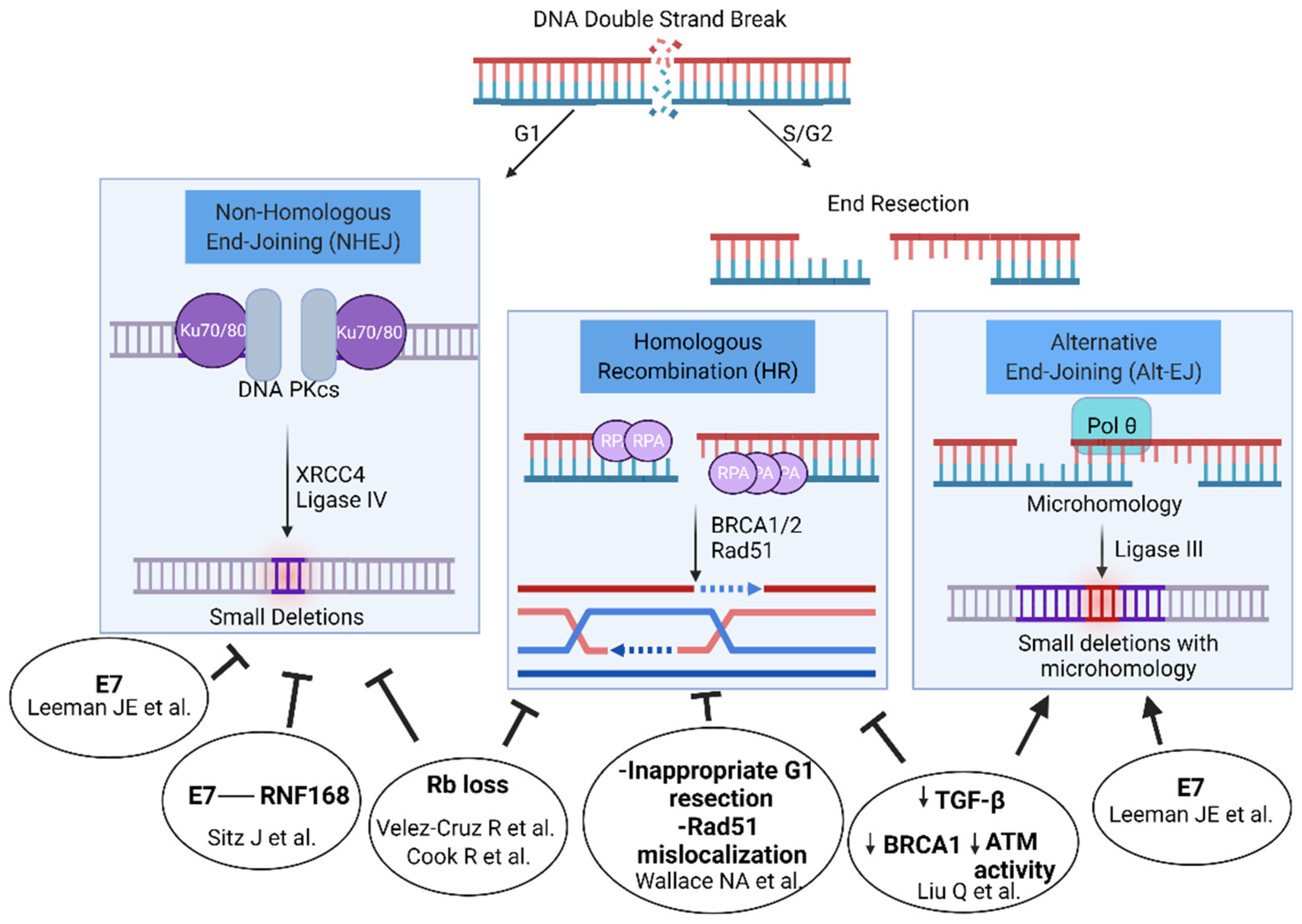 Viruses 13 01998 g001