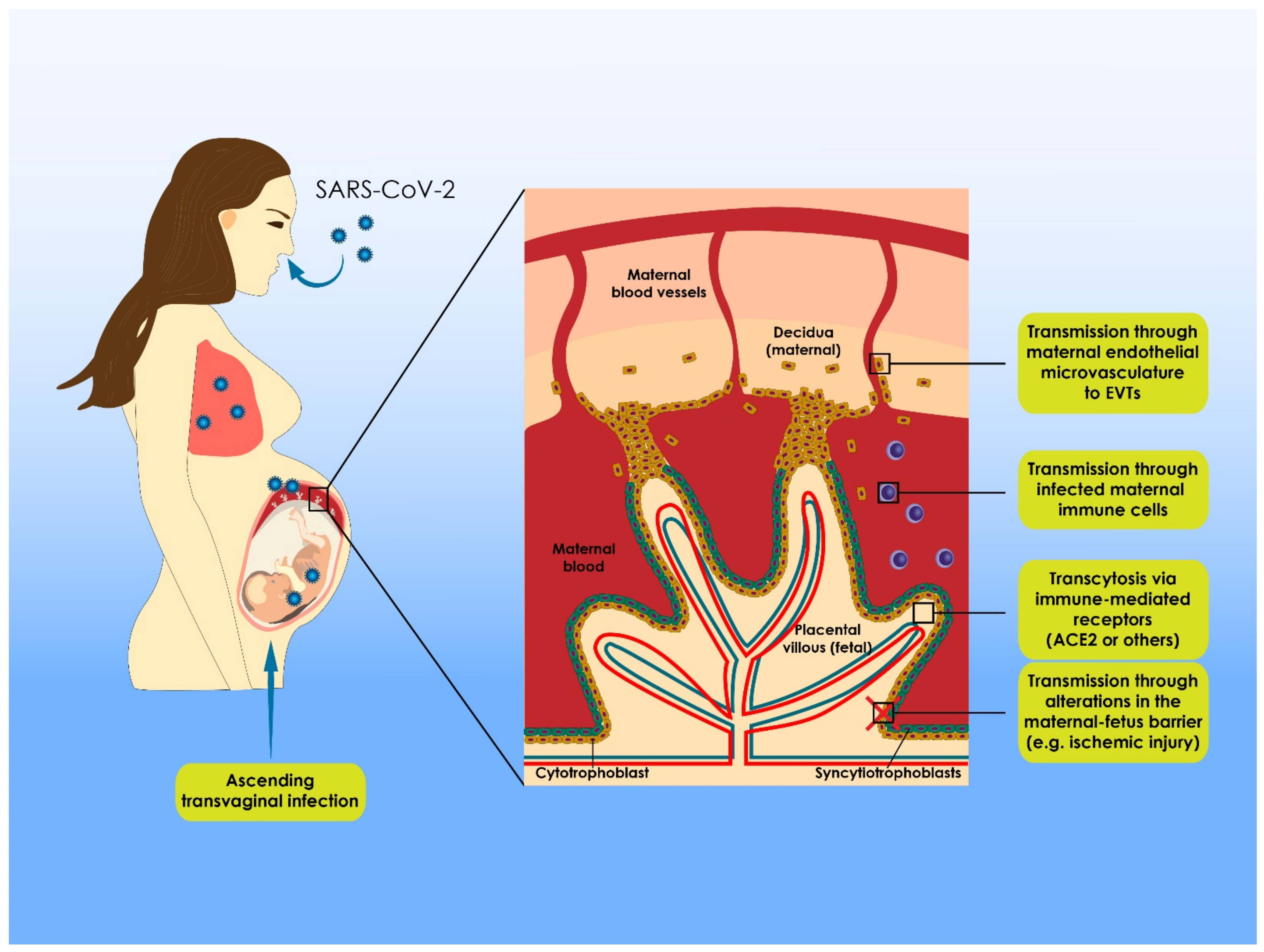 Viruses 13 02000 g001
