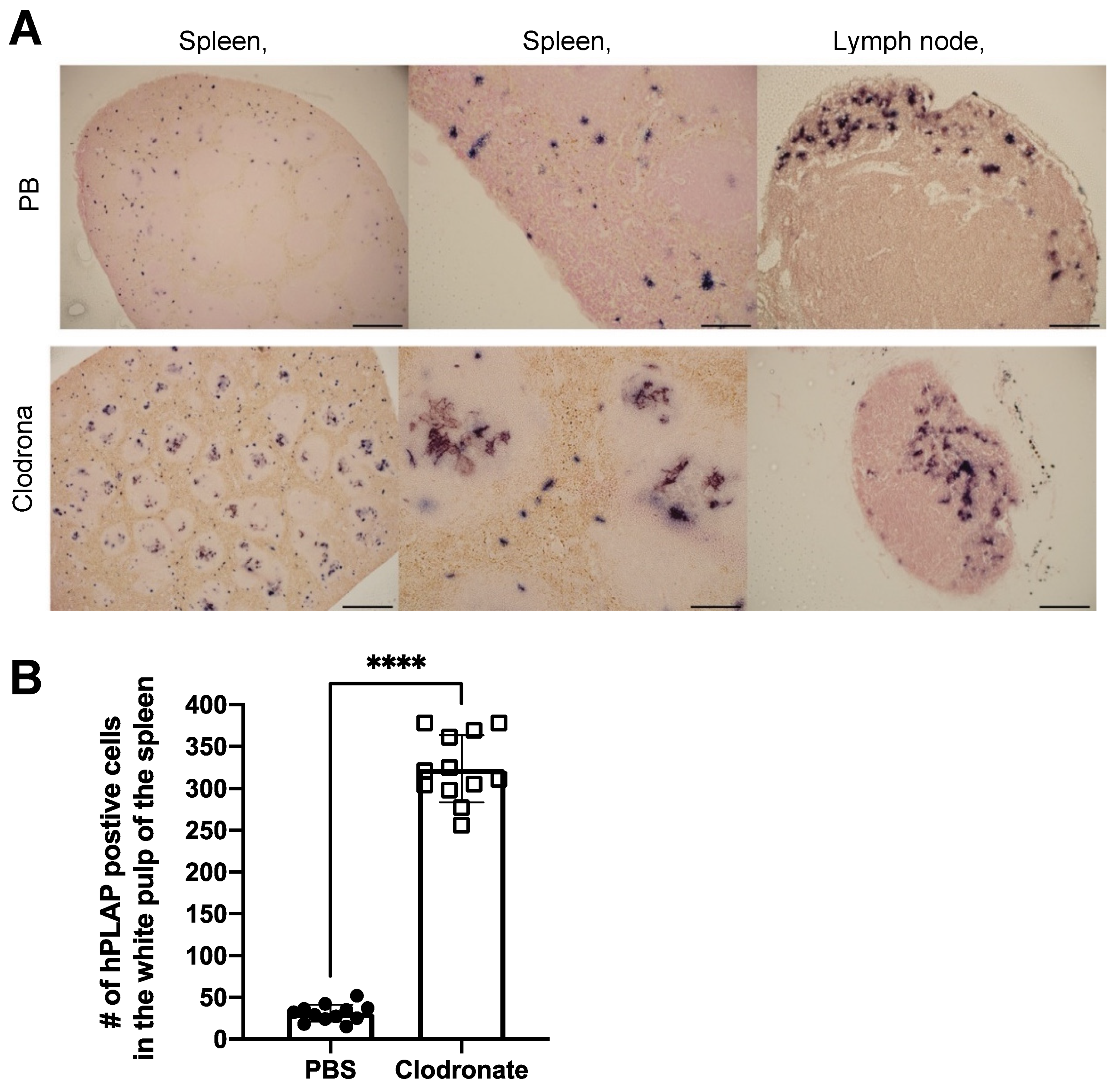 Viruses 13 02002 g005