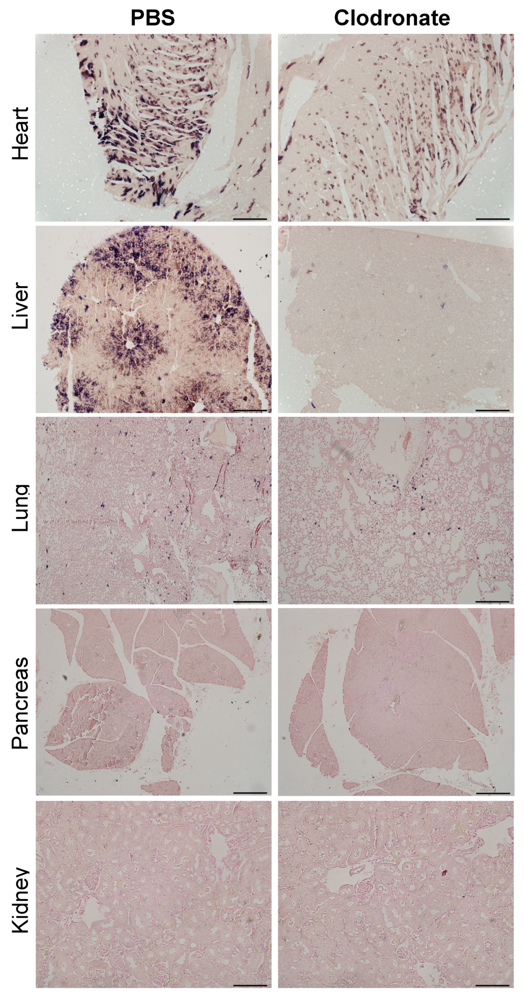 Viruses 13 02002 g006