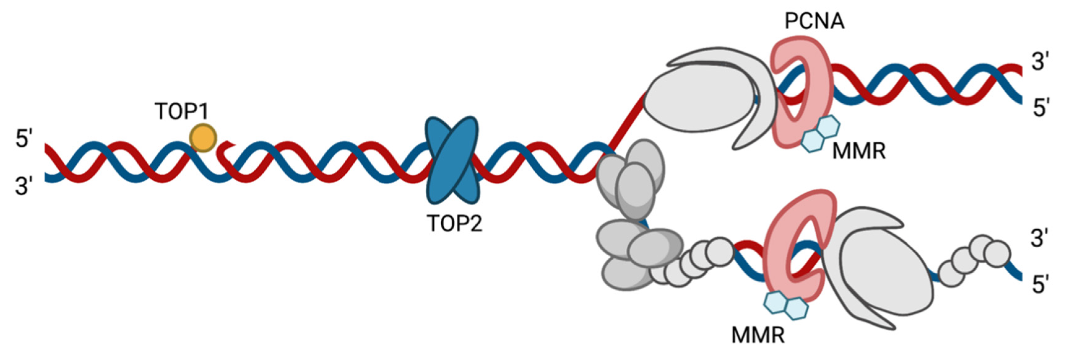 Viruses 13 02015 g003