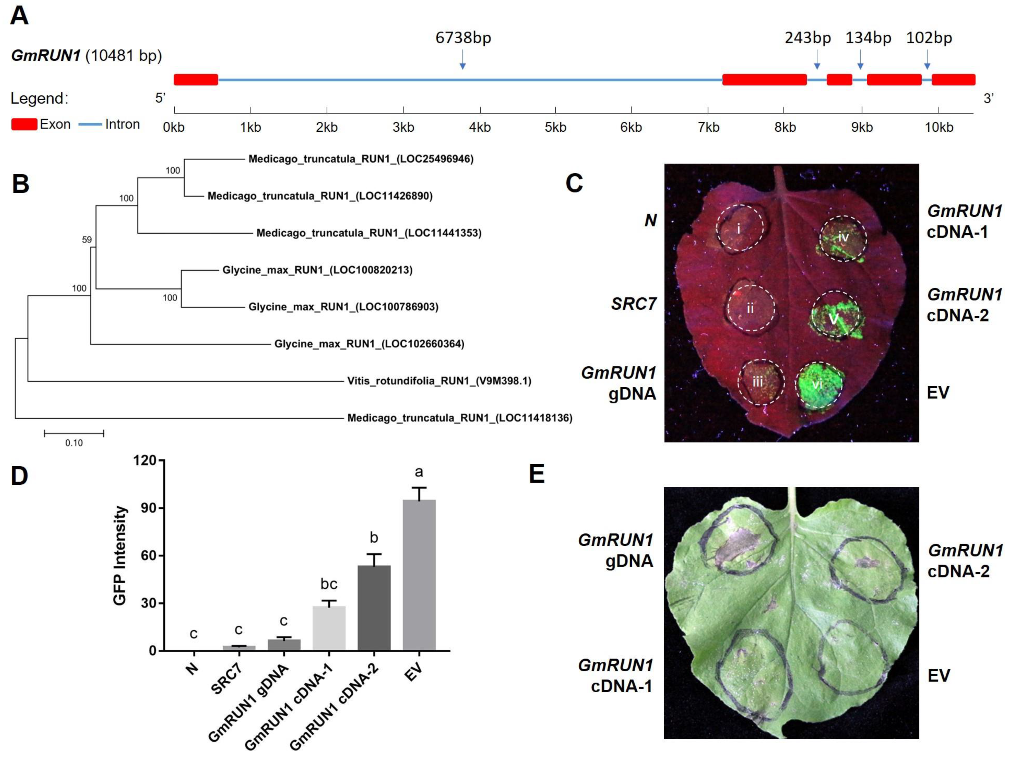 Viruses 13 02032 g001