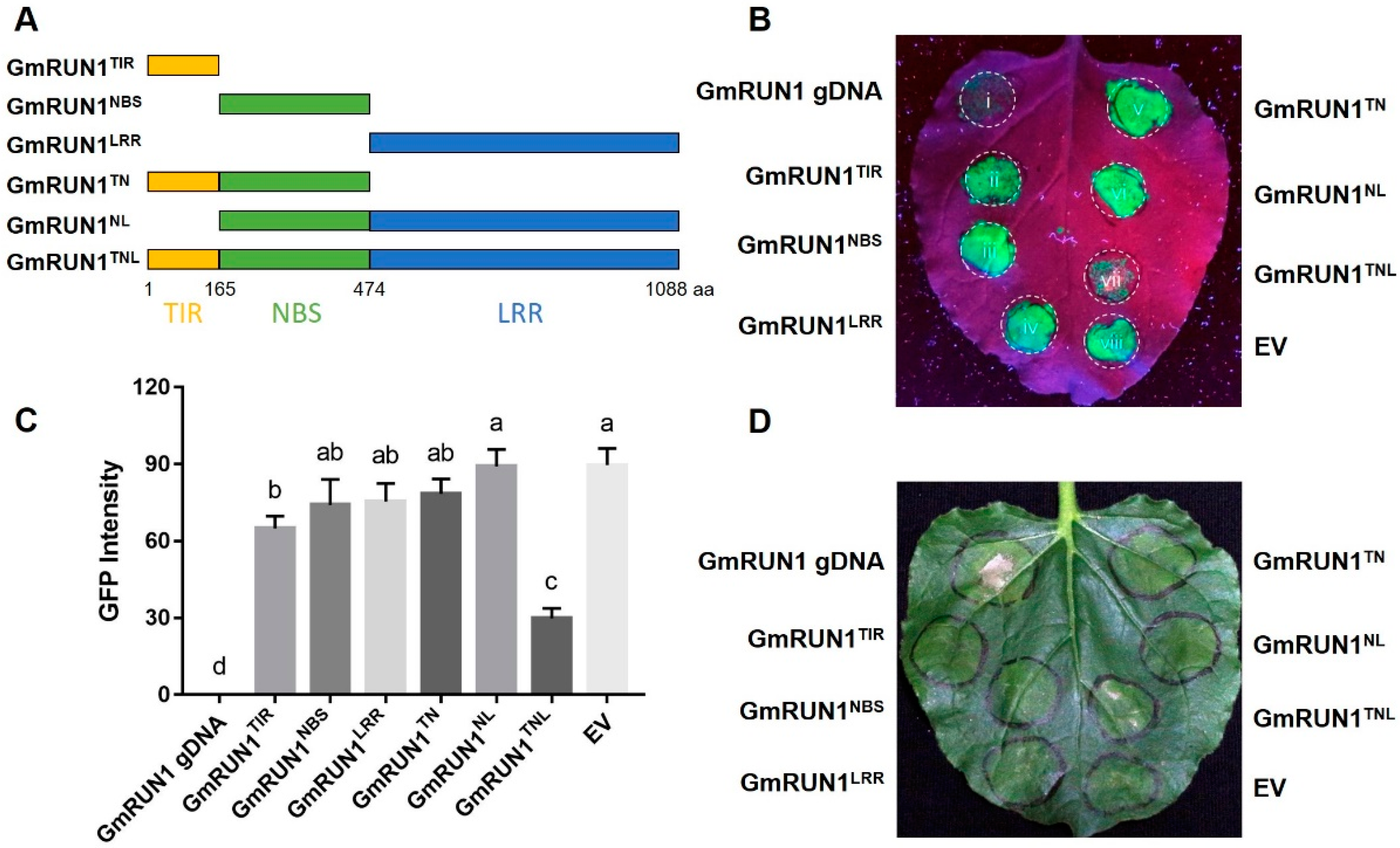 Viruses 13 02032 g002