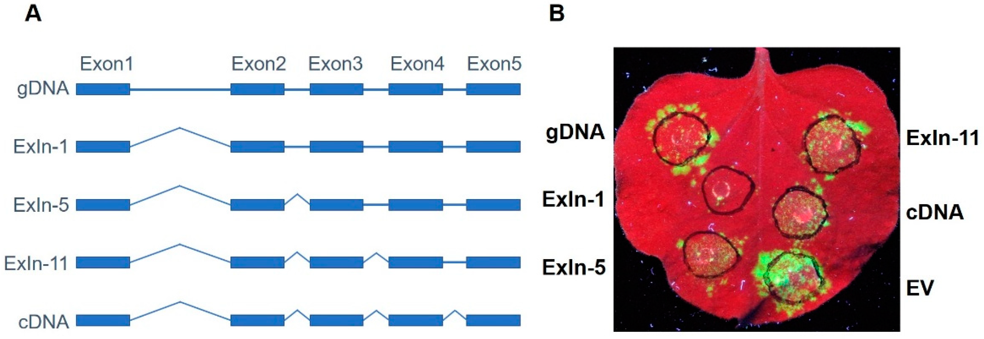 Viruses 13 02032 g005
