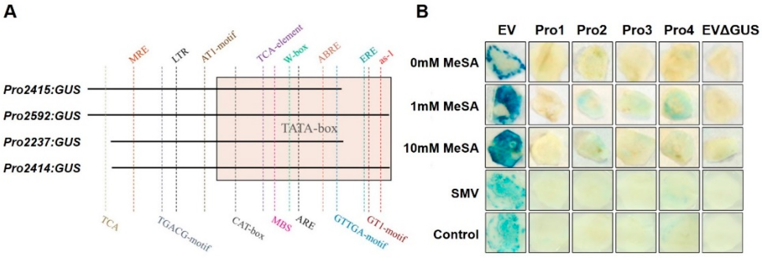 Viruses 13 02032 g006