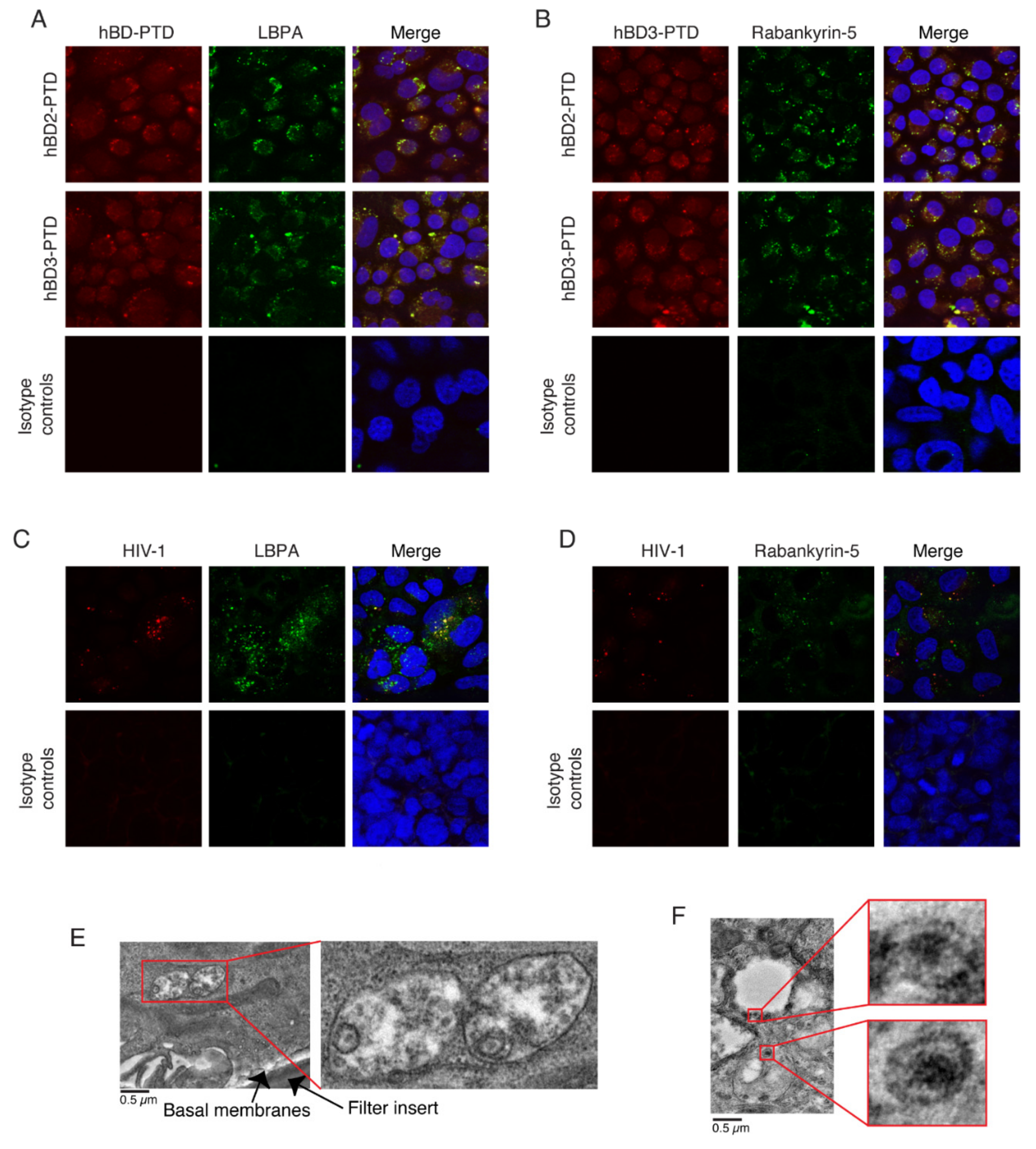 Viruses 13 02043 g003