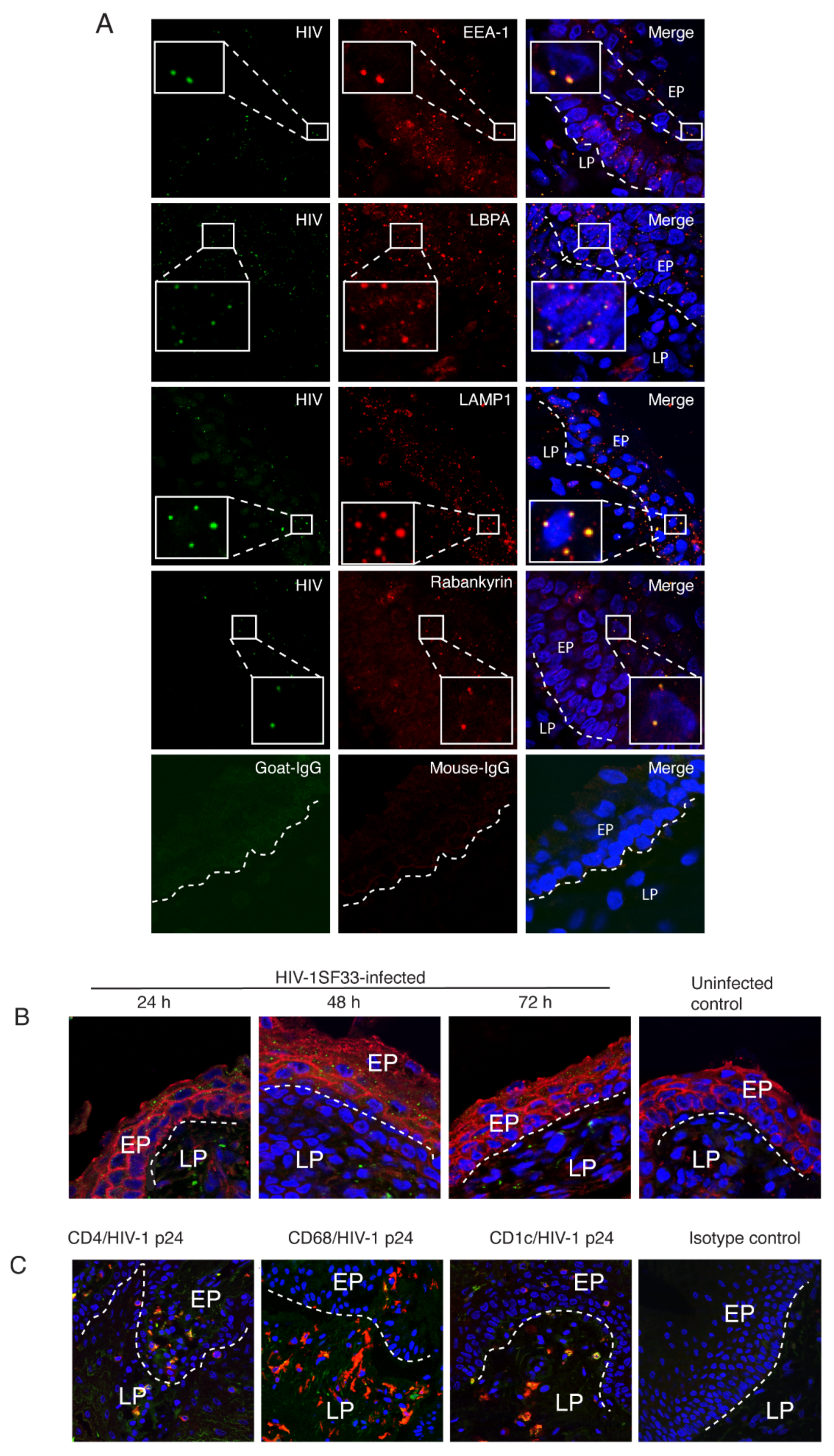 Viruses 13 02043 g009