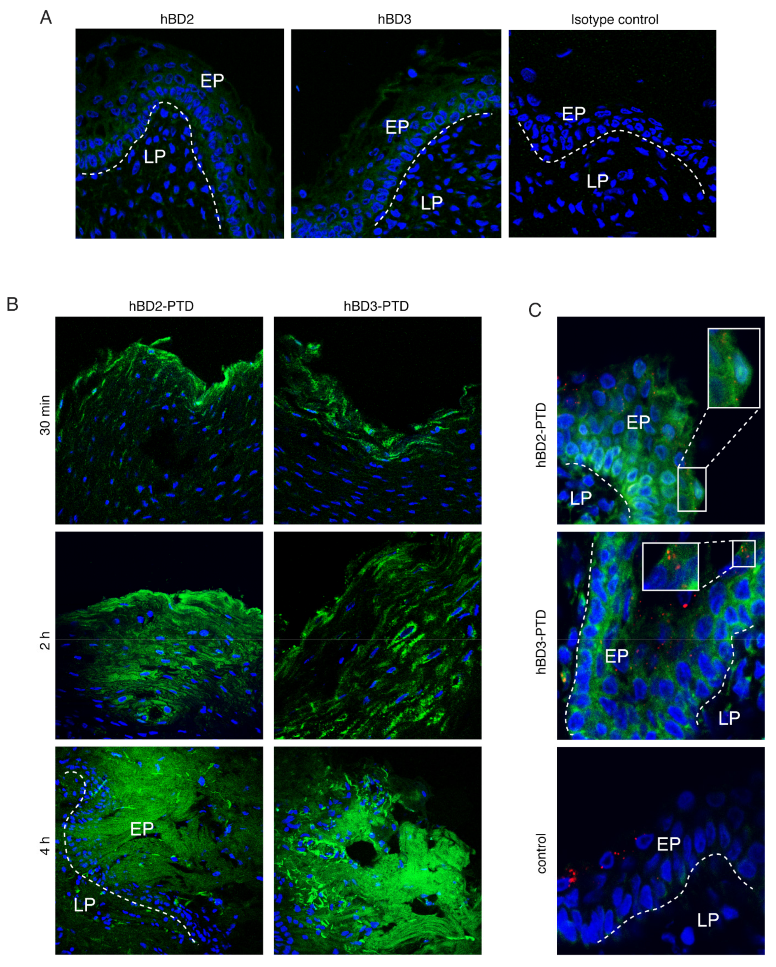Viruses 13 02043 g010