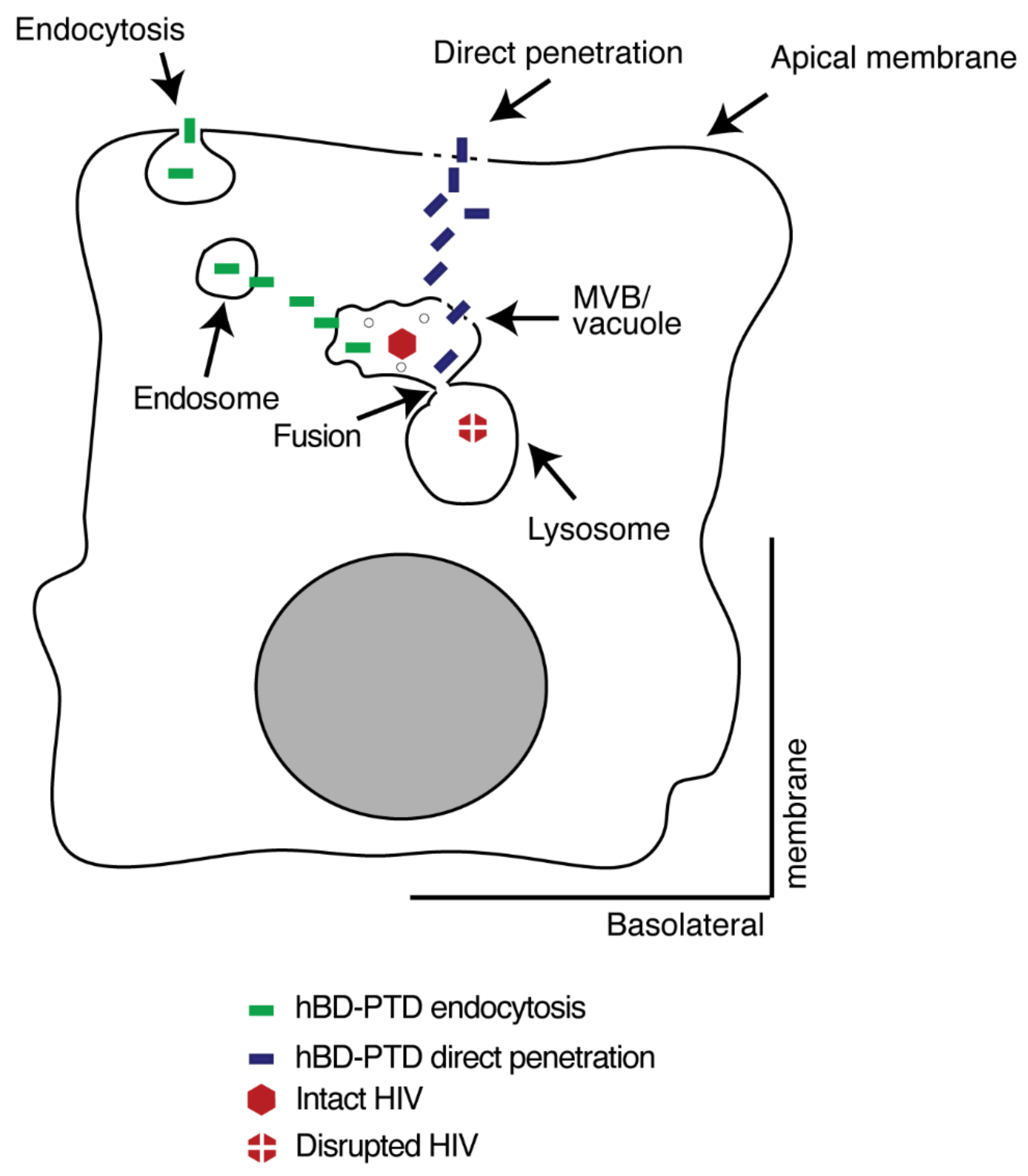 Viruses 13 02043 g012