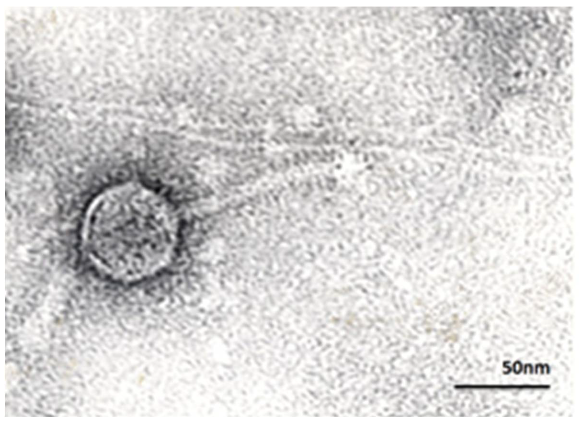 Viruses 13 02044 g001 Viruses 13 02044 g001